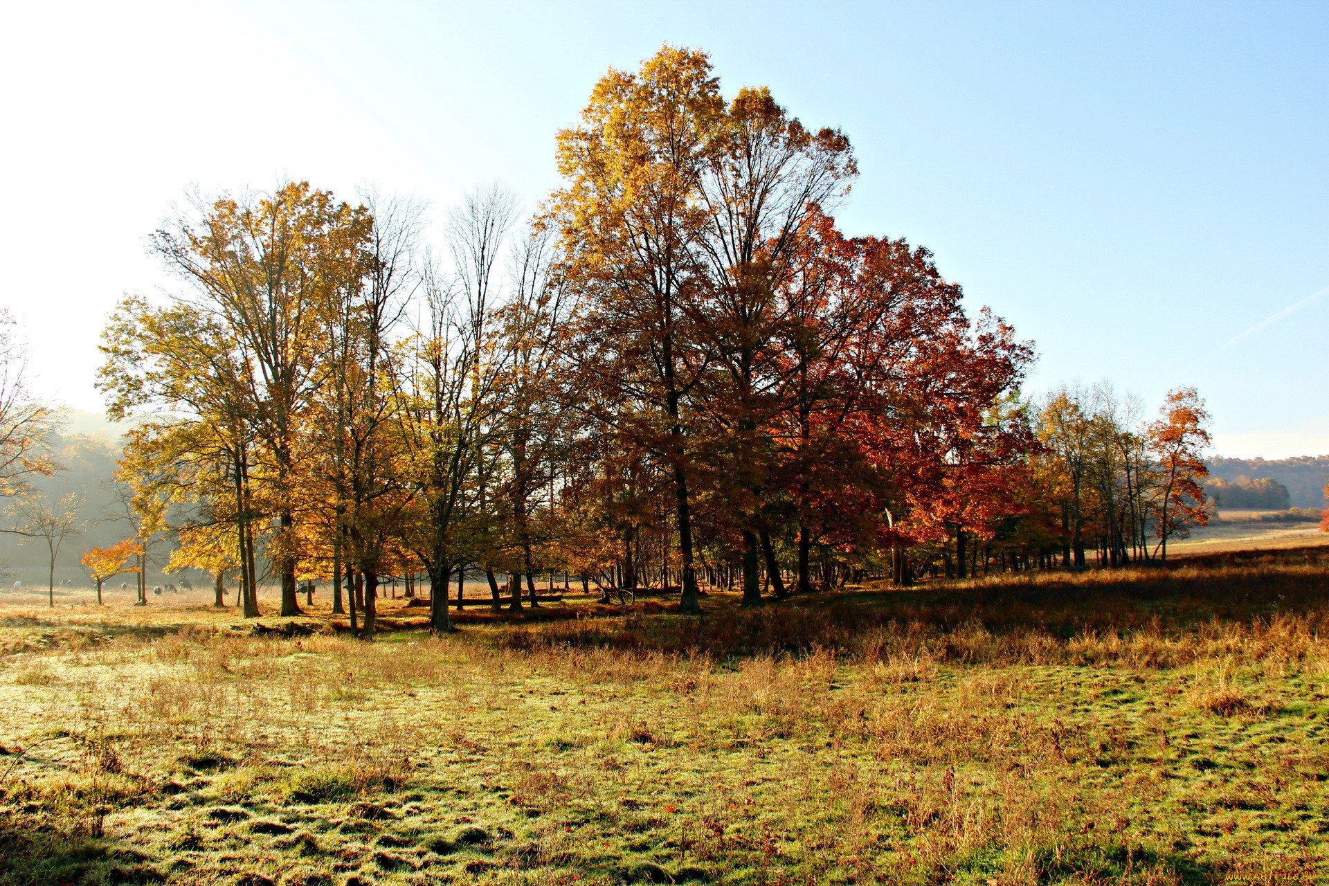 Картинка времена года осень. Осенняя Поляна. Осень лес Поляна. Осенняя Поляна в лесу. Лесная Поляна осенью.
