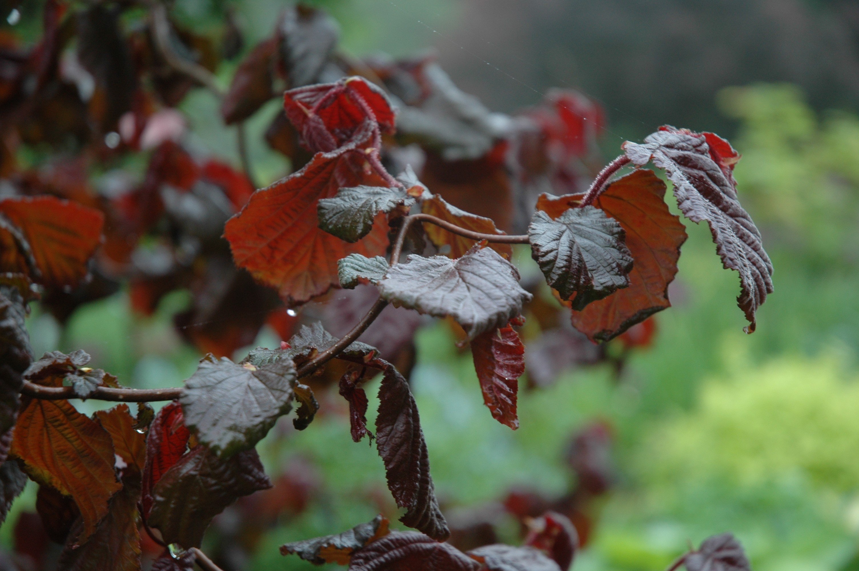 Лещина обыкновенная. Лещина Red Majestic. Лещина обыкновенная ред Маджестик. Corylus avellana Red Majestic. Орешник обыкновенная Red Majestic.