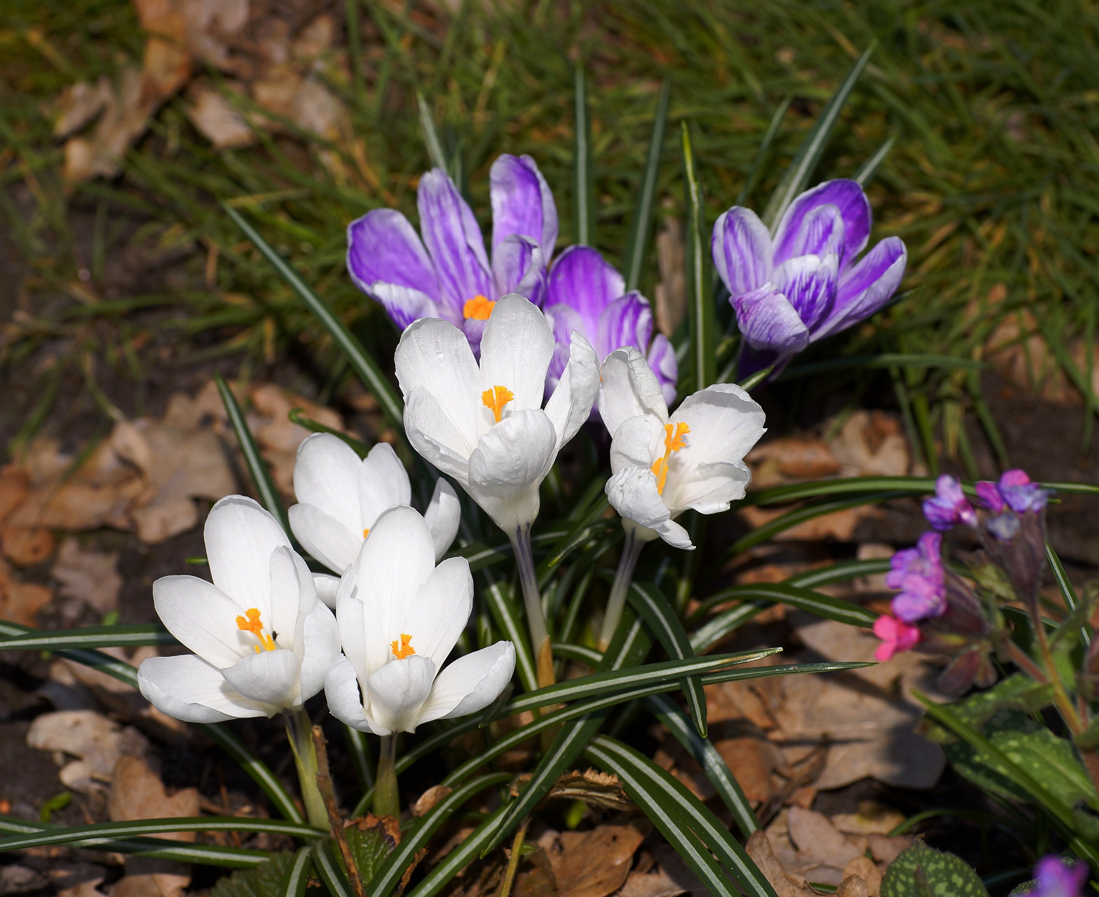Цветы весной видео. Пролеска Крокус Галантус. Пролески, подснежники, крокусы. Крокус горный цветок Эльбрус. Крокус полевой.