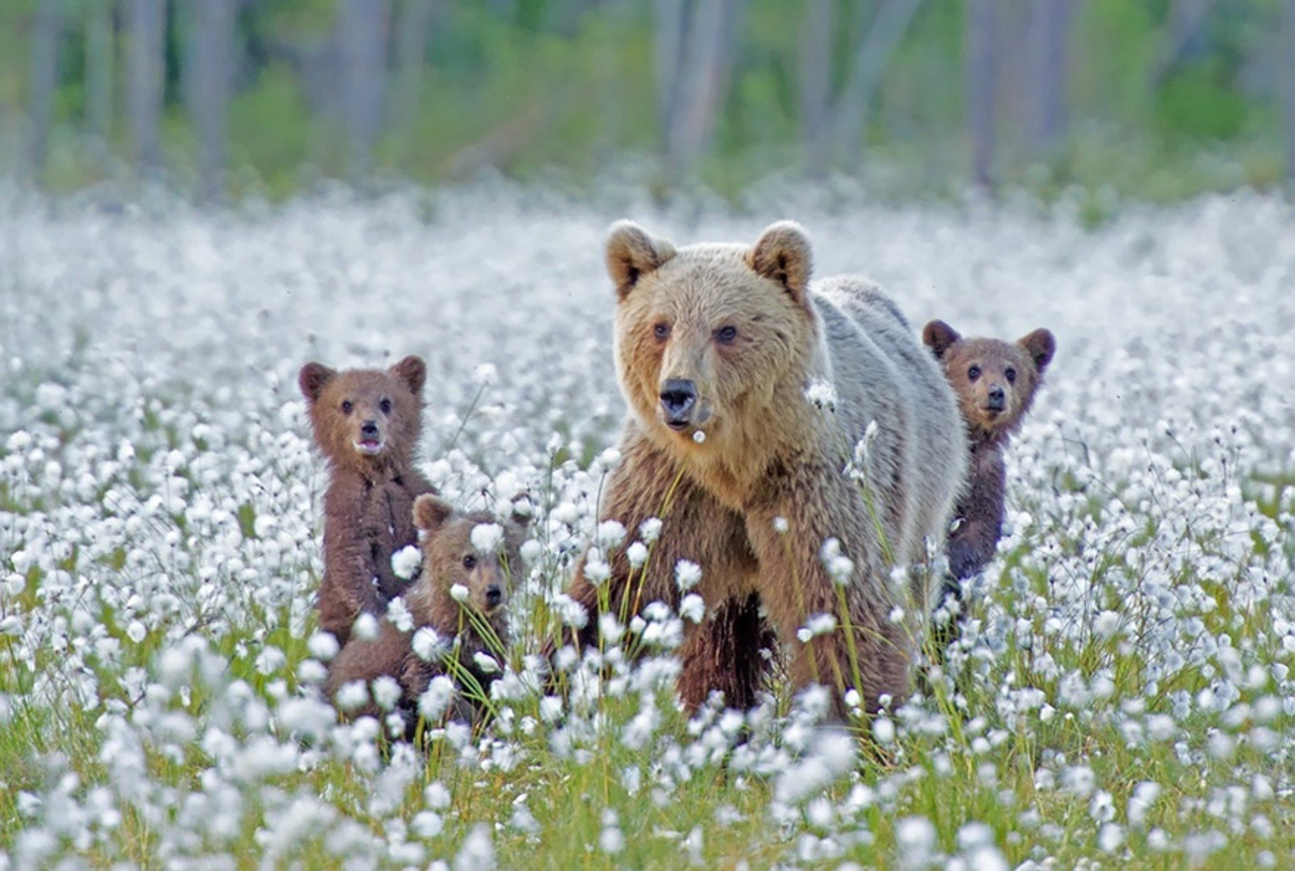 Пробуждение животных. Медведица с медвежатами. Медведь весной. Природа и животные. Животные весной.
