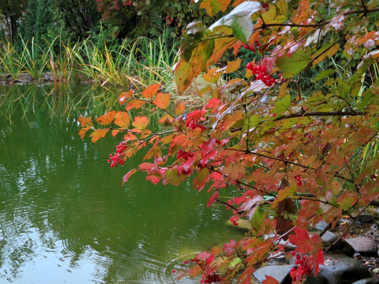 Калина над водой слушать. Осенний куст. Калина у ручья. Рябина у пруда. Калина у реки.