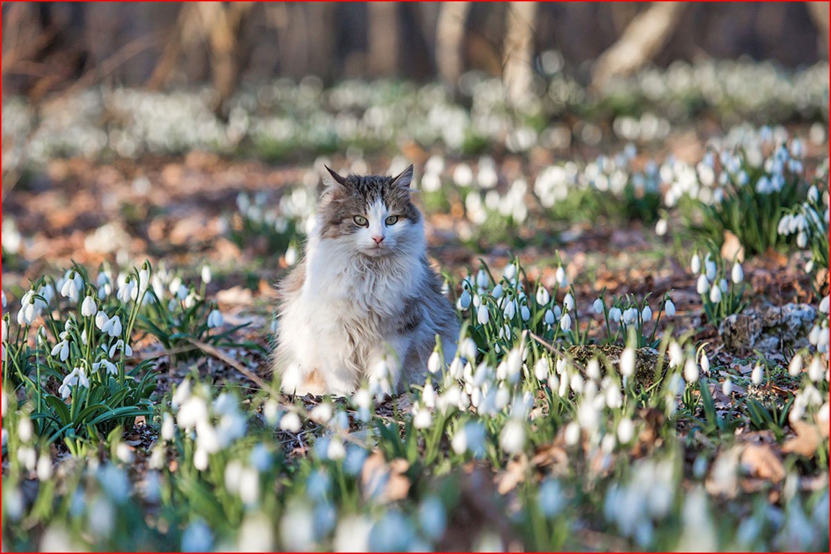 Март картинки природы с надписями. Весенние коты. Весенняя природа. Кошки весной.