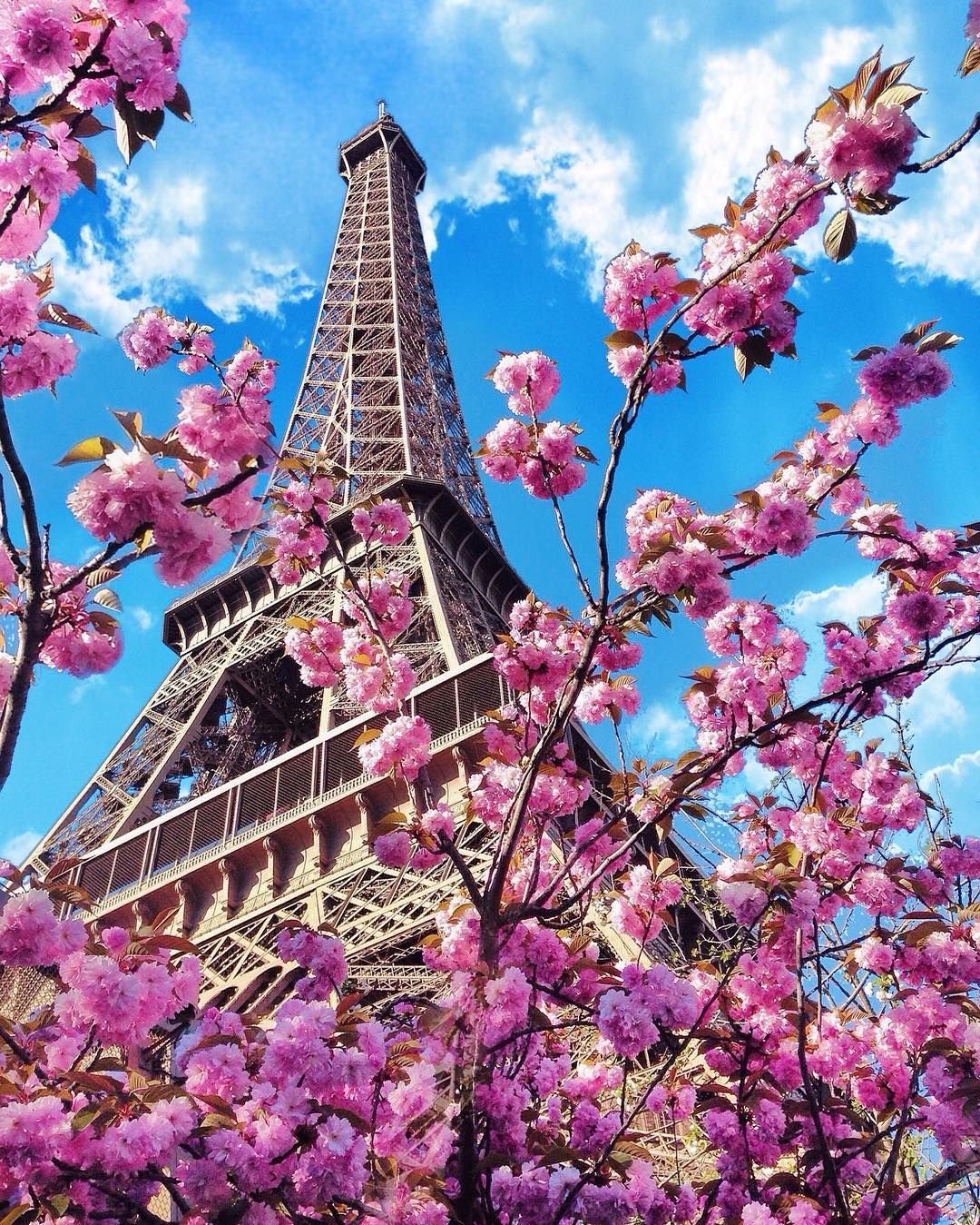 Цветет Сакура в Париже Эйфелева башня