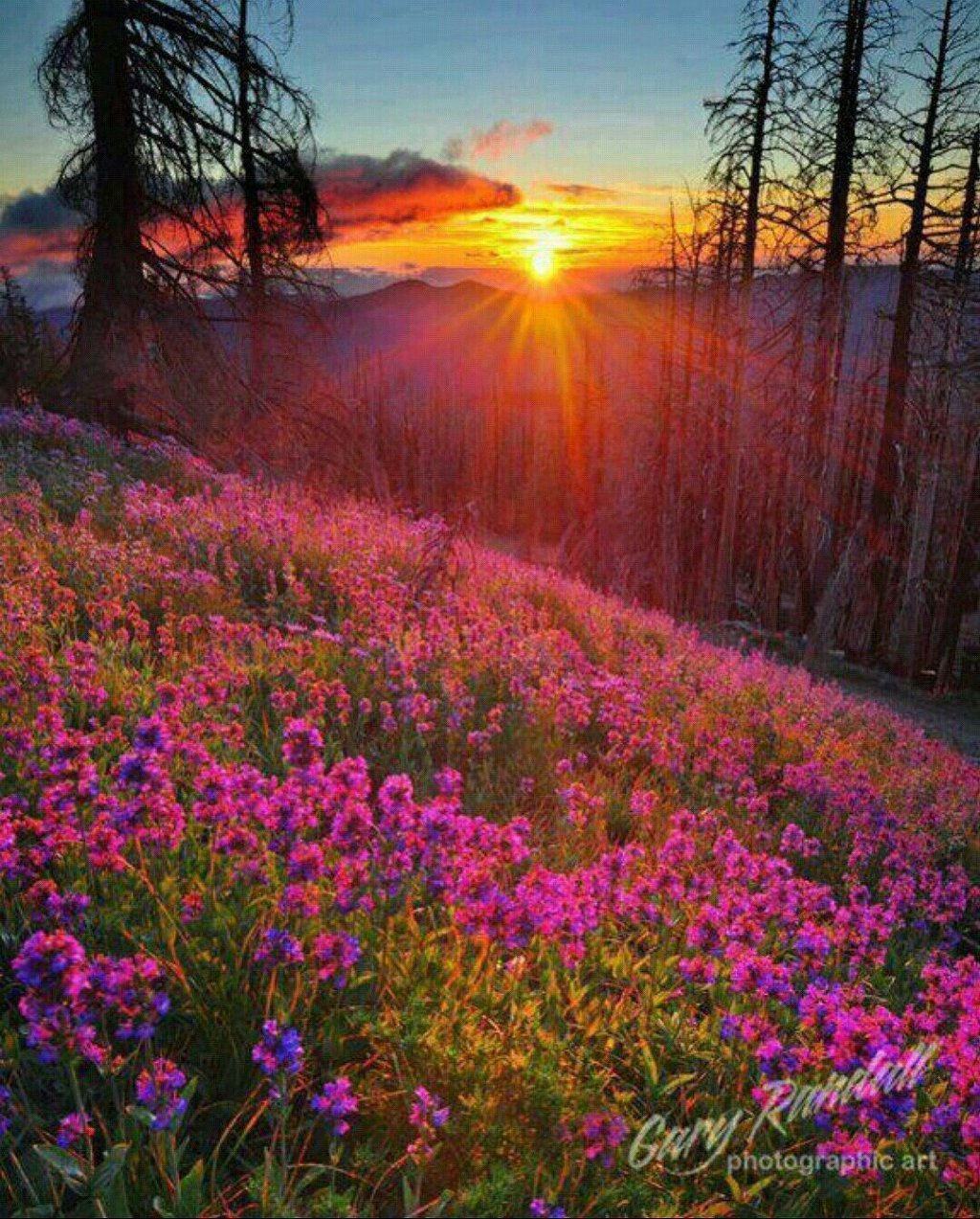 Прекрасное утро природа. Красивый рассвет. Рассвет солнца. Красивый пейзаж. Природа цветы рассвет солнце.