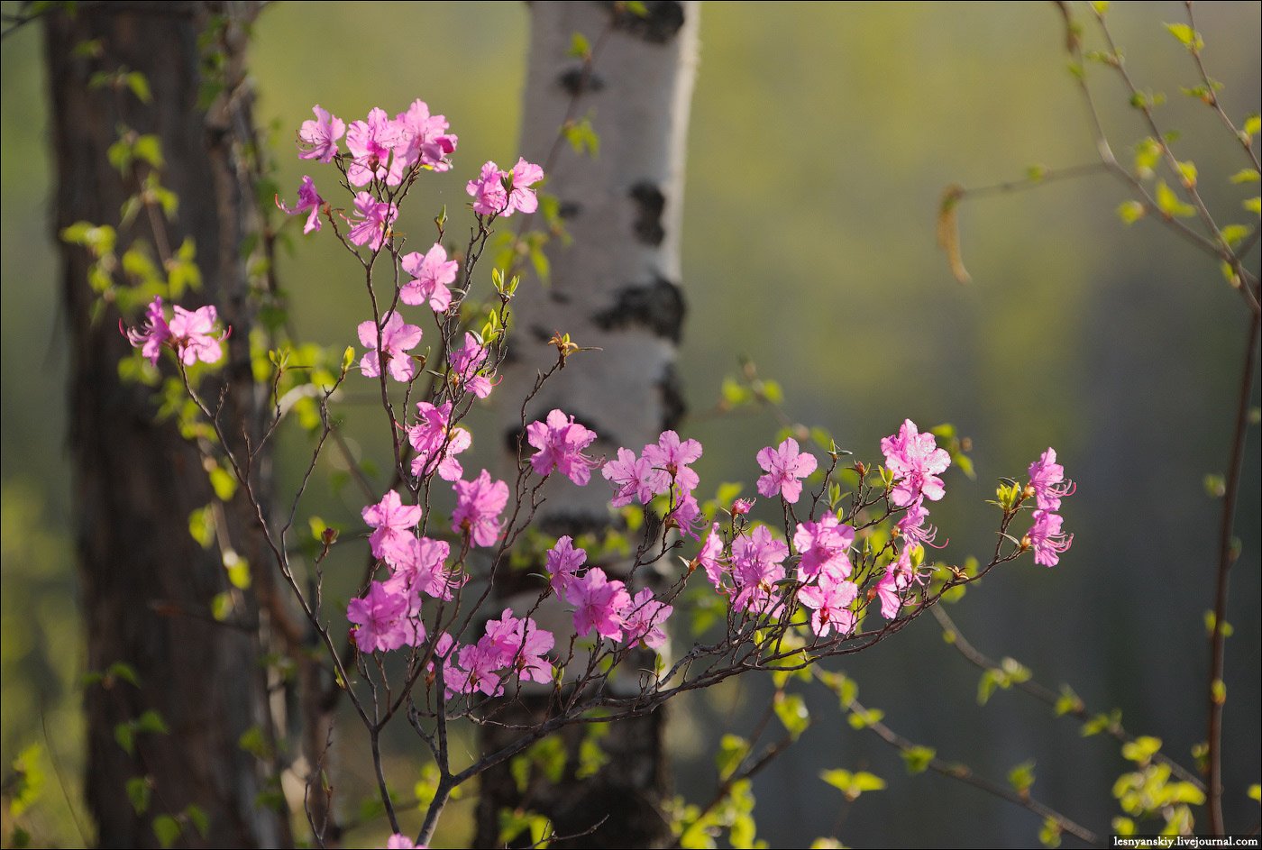 Розовые цветы ранней весной