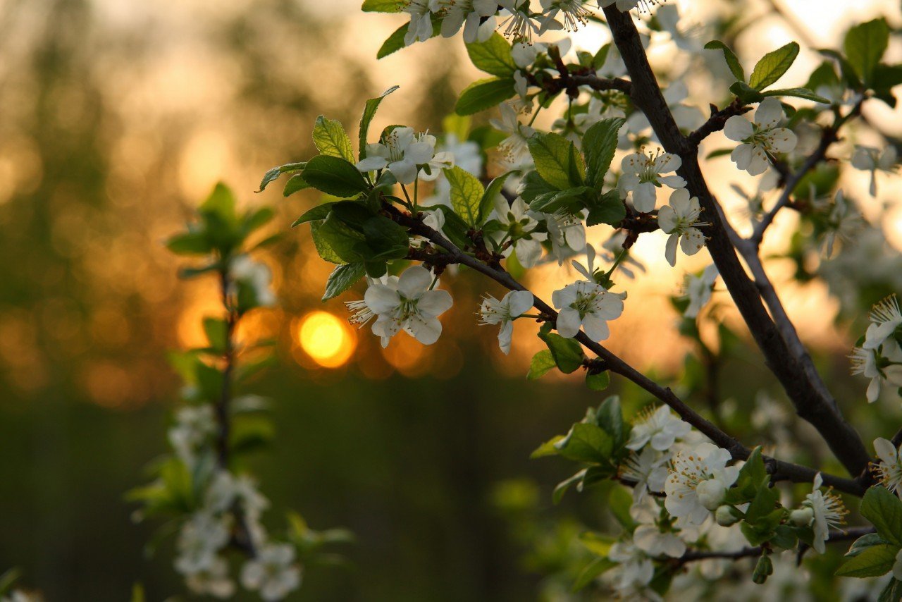 Добрый первый вечер весны. Весенняя ночь. Цветущие яблони вечером.