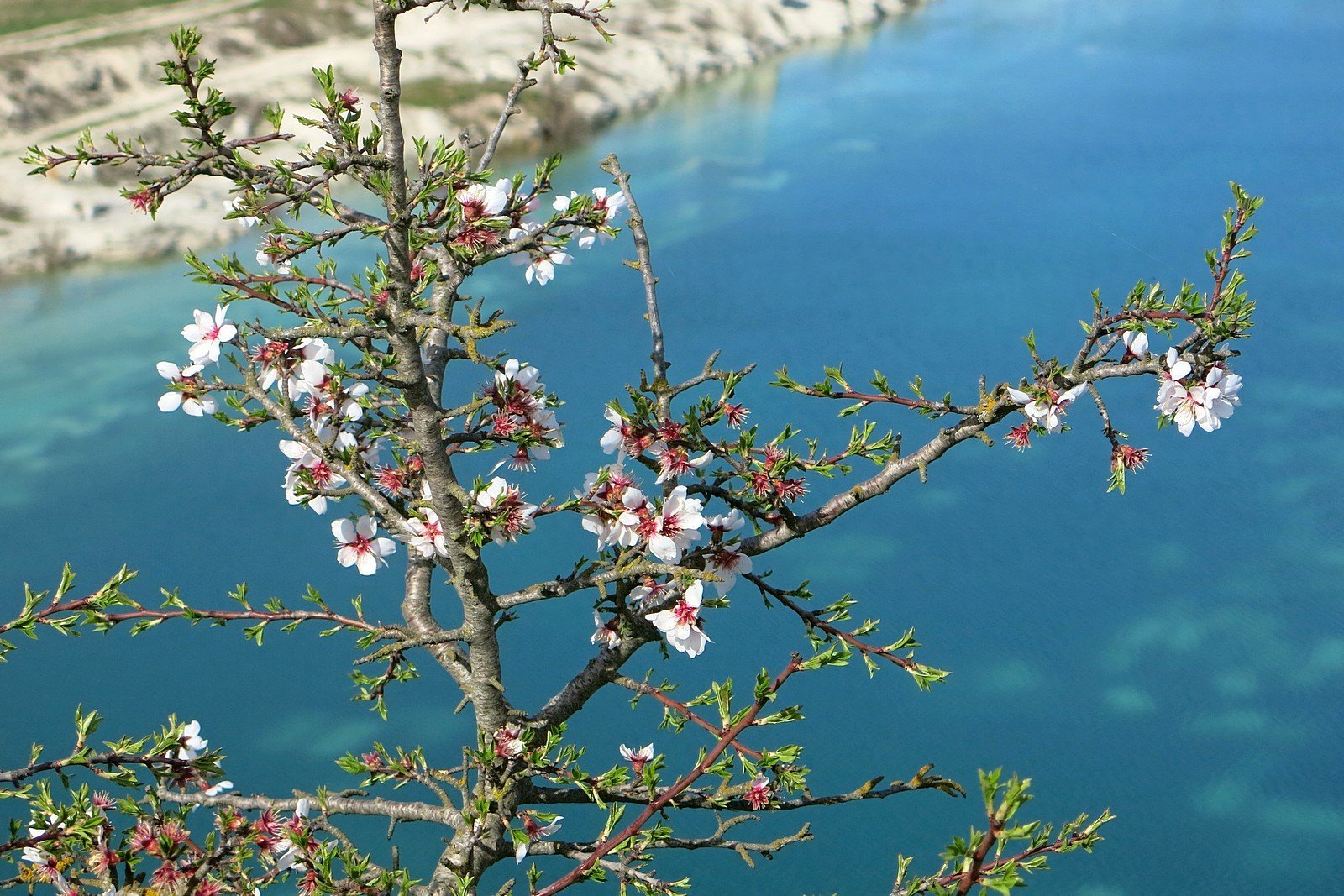 1 мая крым. Ялта цветение миндаля. Цветение миндаля в Крыму. Весенний Крым цветение миндаля.