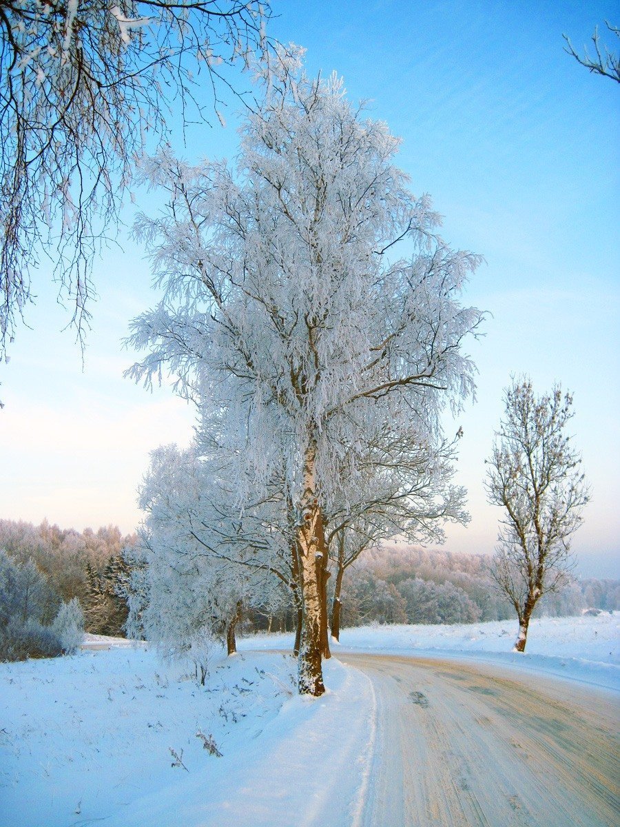 Береза зимой картинки