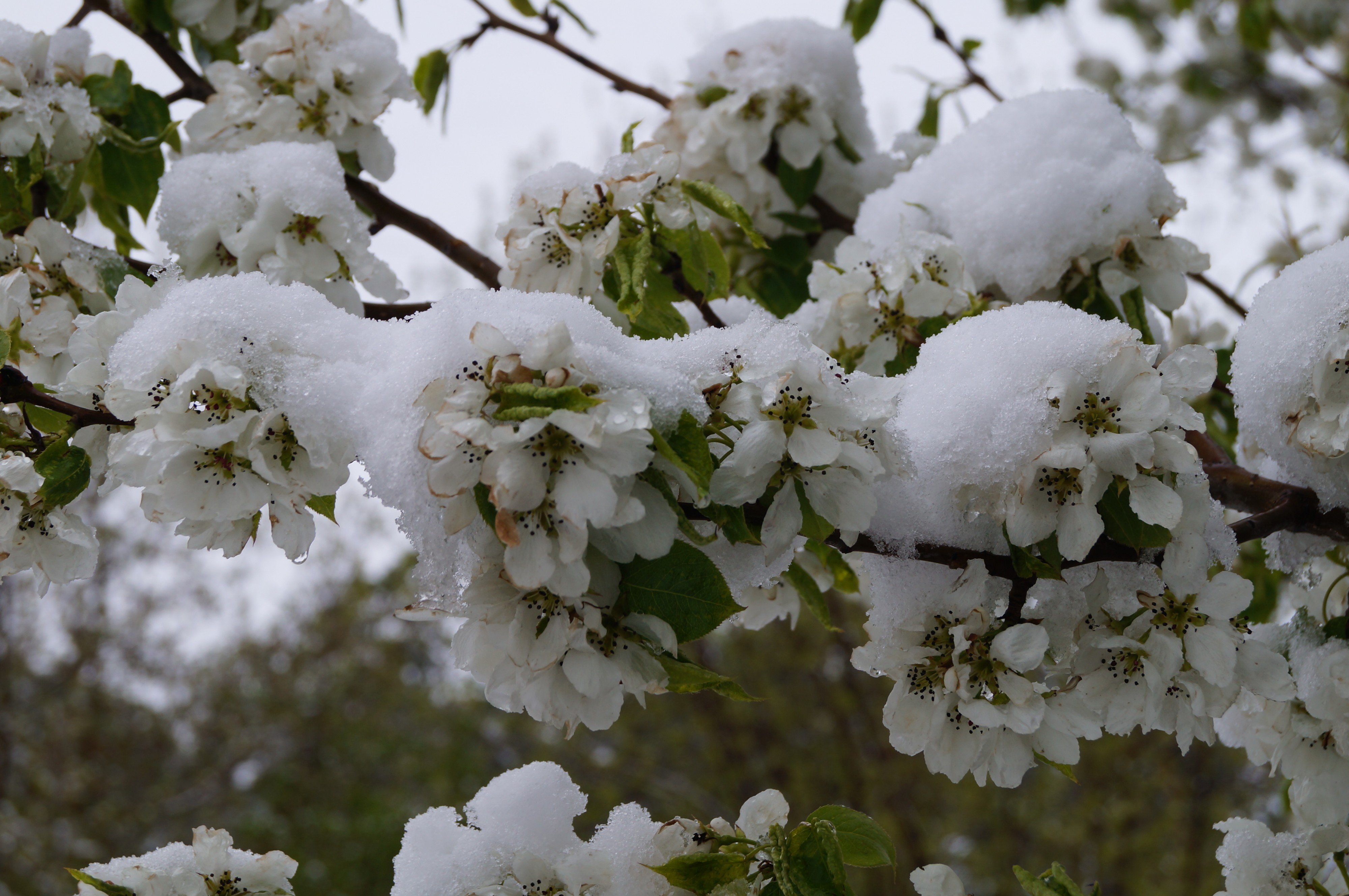 Распускаются зимой. Яблоня / Malus зимой.