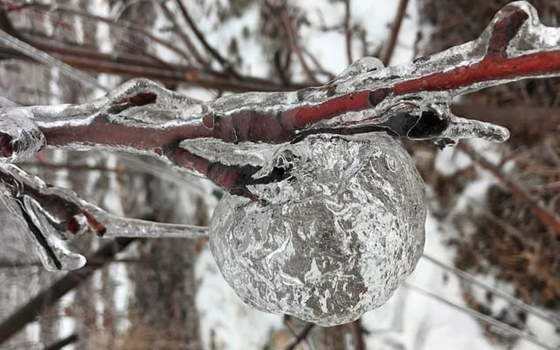 Фото замерзшей яблони