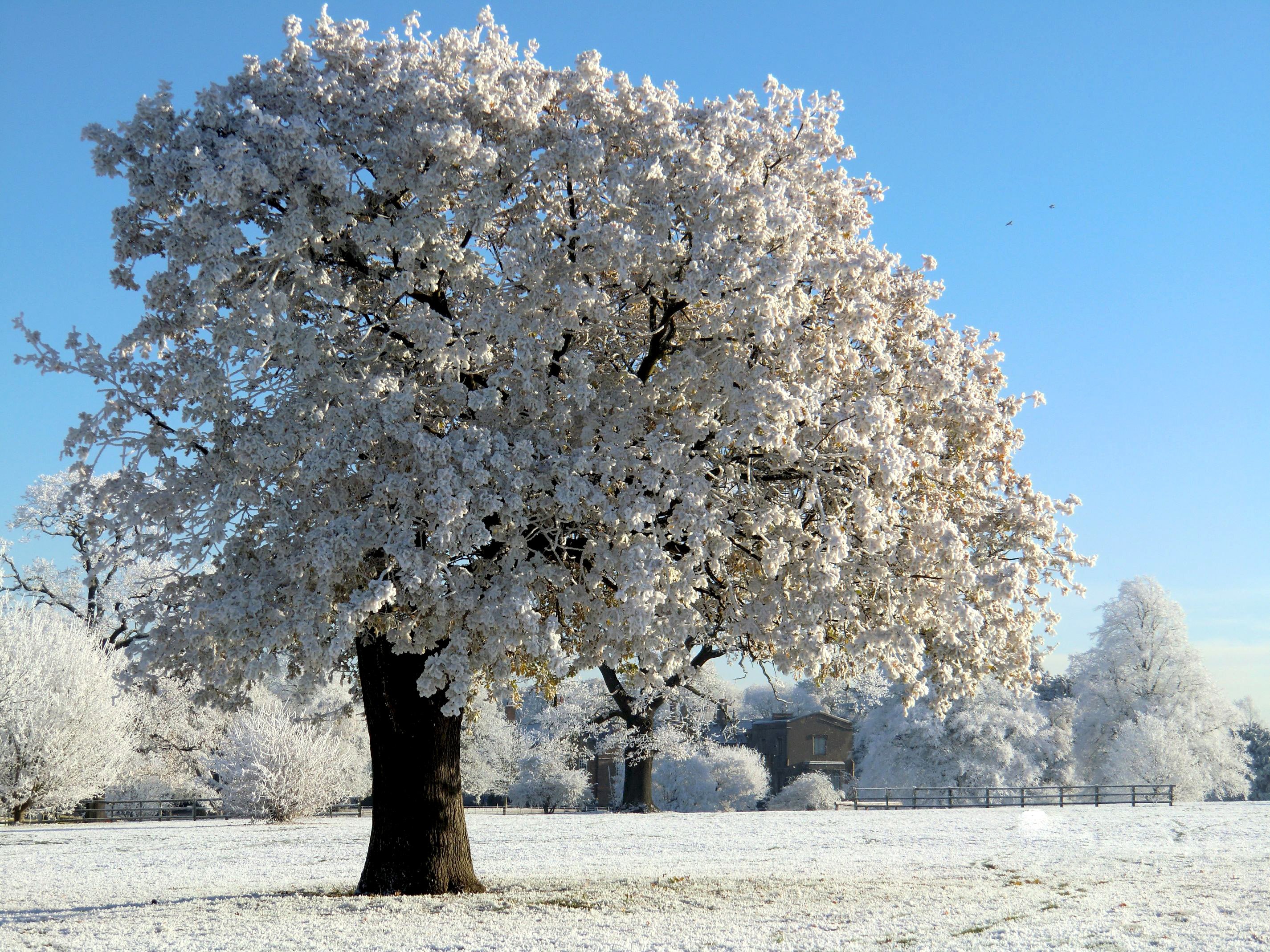 Яблоня в разные времена года. Зимнее дерево. Снежные деревья. Иней на деревьях. Деревья в снегу.