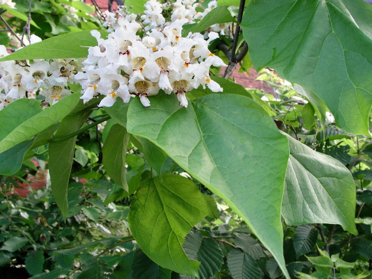 Катальпа кустарниковая фото