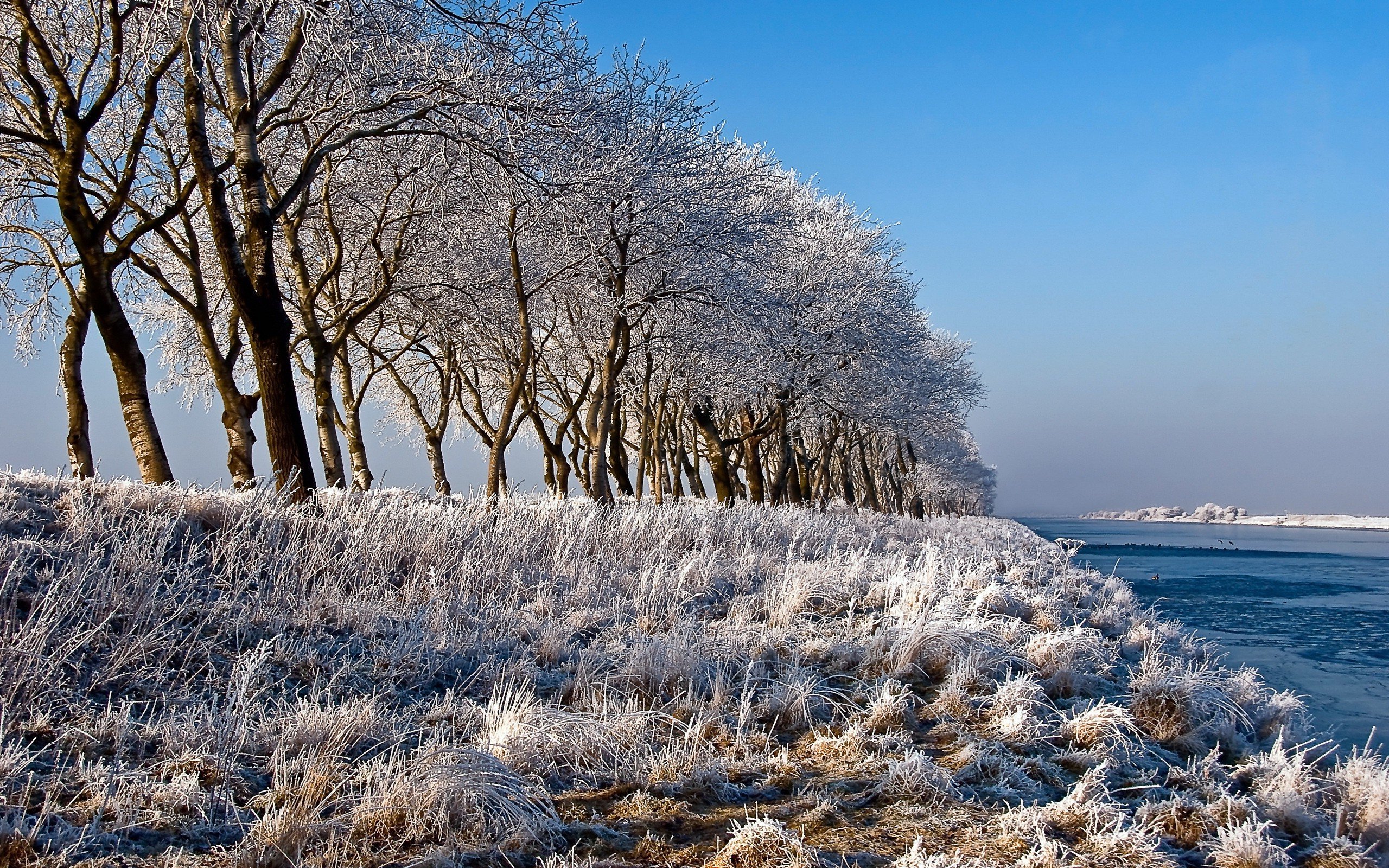 Деревья в ряд зима