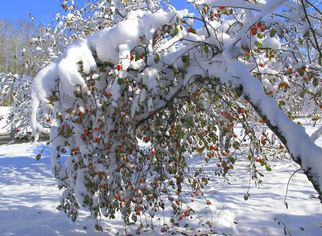 Яблоня Сибирская зимой