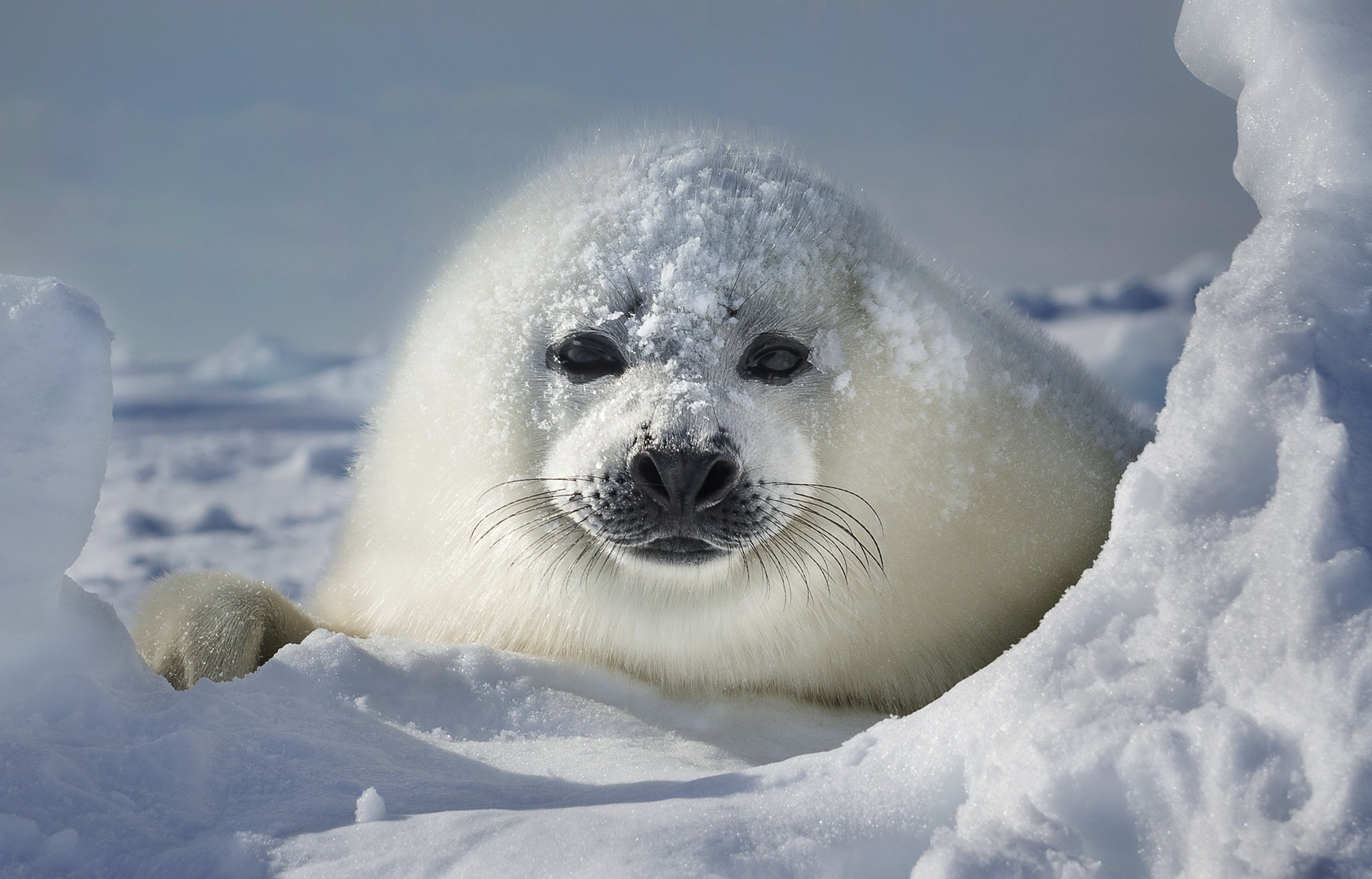 Белый Гренландский тюлень