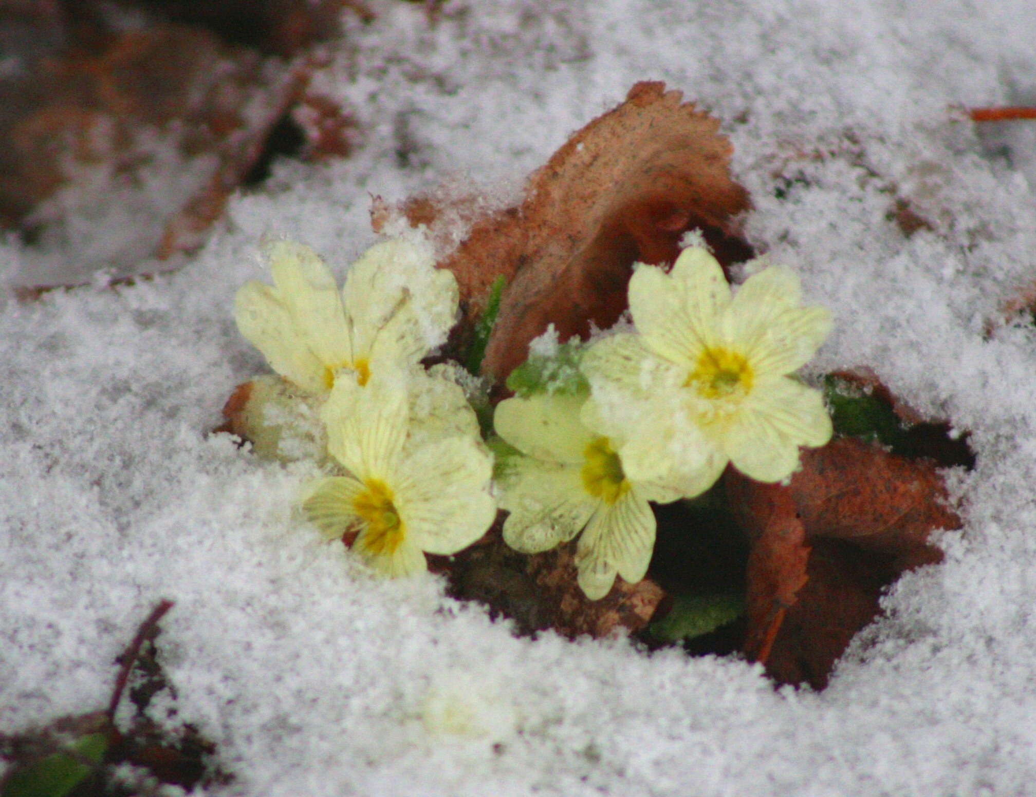 Первые цветы после снега. Примула Подснежник. Примула Snow. Снежная примула. Первоцветы Медуница.