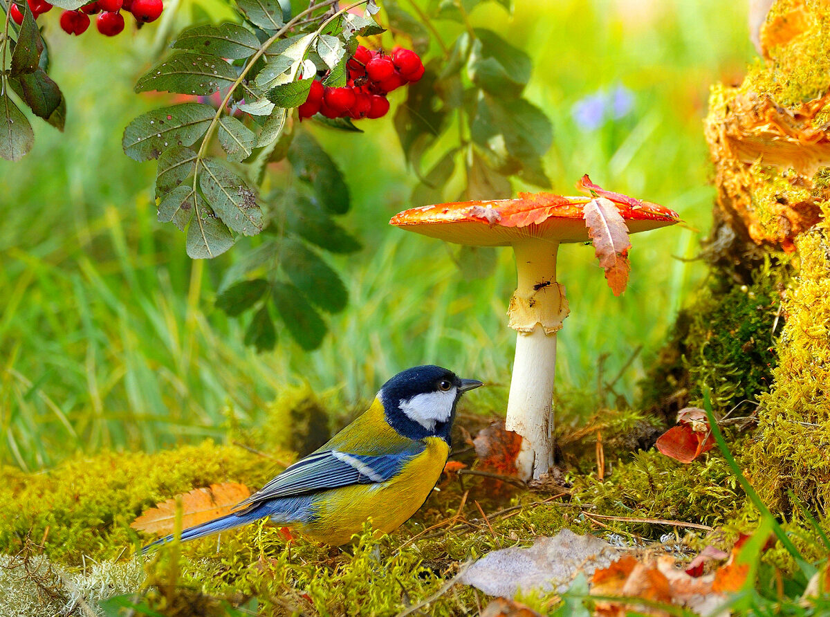 Живая природа летом 2 класс. Птицы в лесу. Осенние птицы. Осень птицы. Птицы осенью.