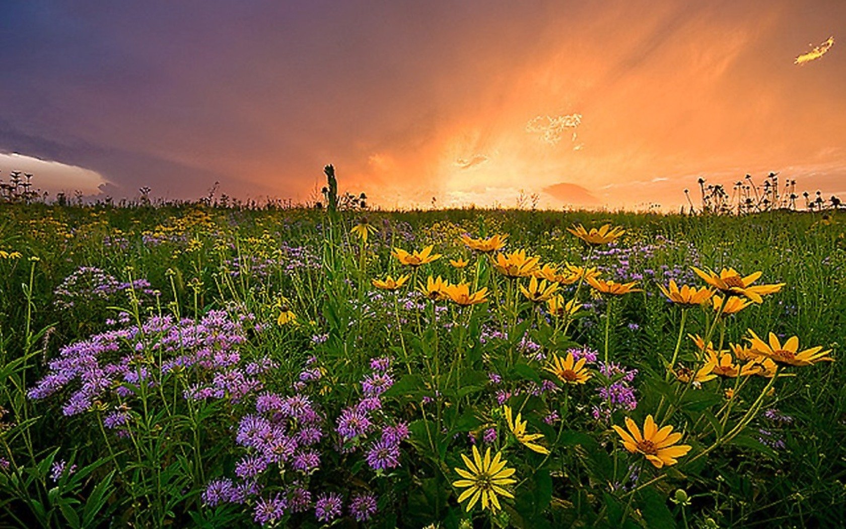 Май летние дни. Луговые цветы. Цветущее поле. Июнь природа.