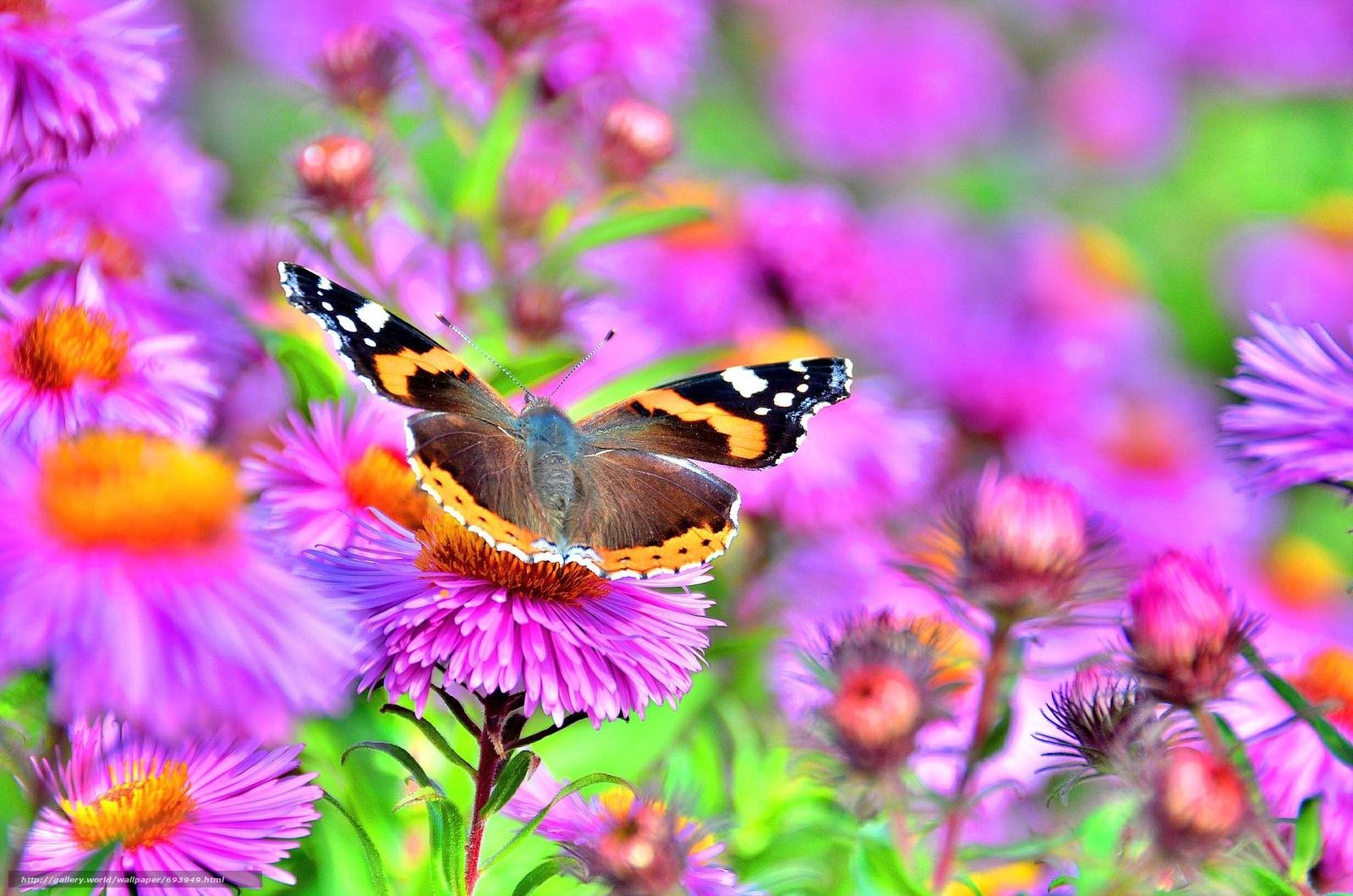 Красивые бабочки на цветах. Природа цветы. Лето цветы. Яркие цветы. Бабочка на цветке.
