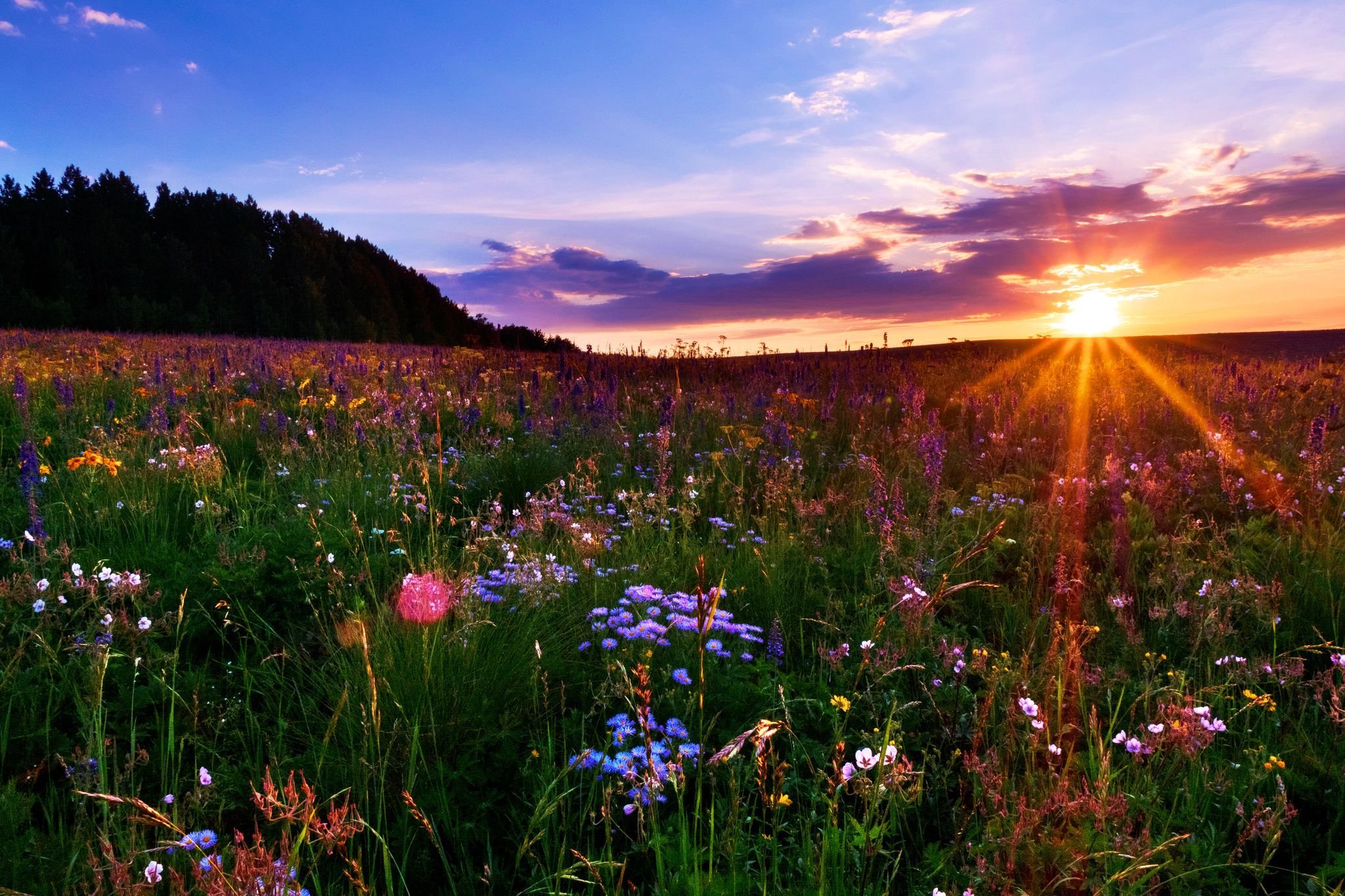 Красивое видео природы. Родина Есенина Луга полевые цветы. Цветущий луг. Луг с цветами. Красивое лето.