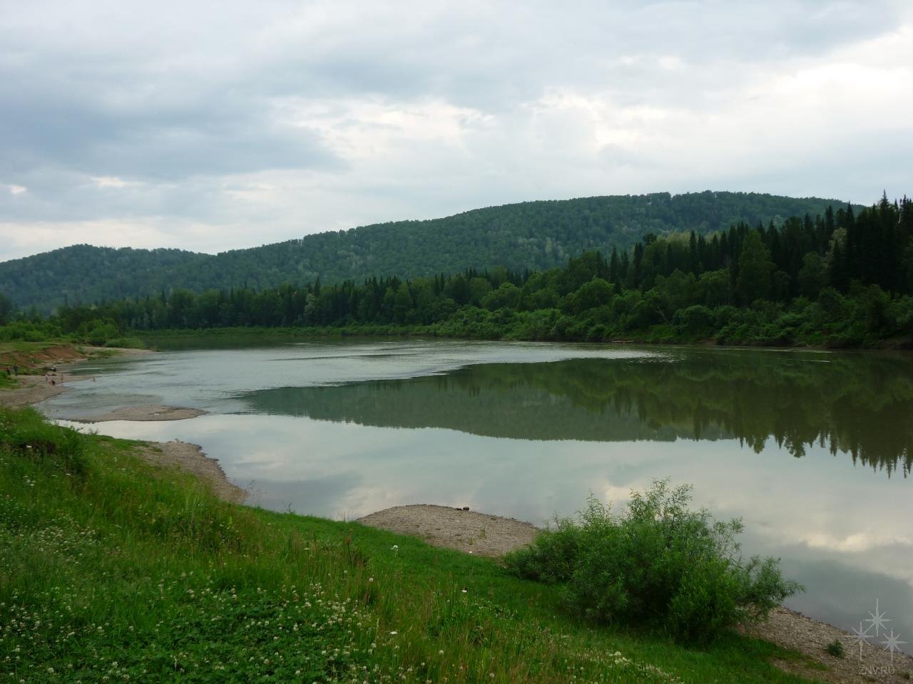 Река лебедь горный Алтай