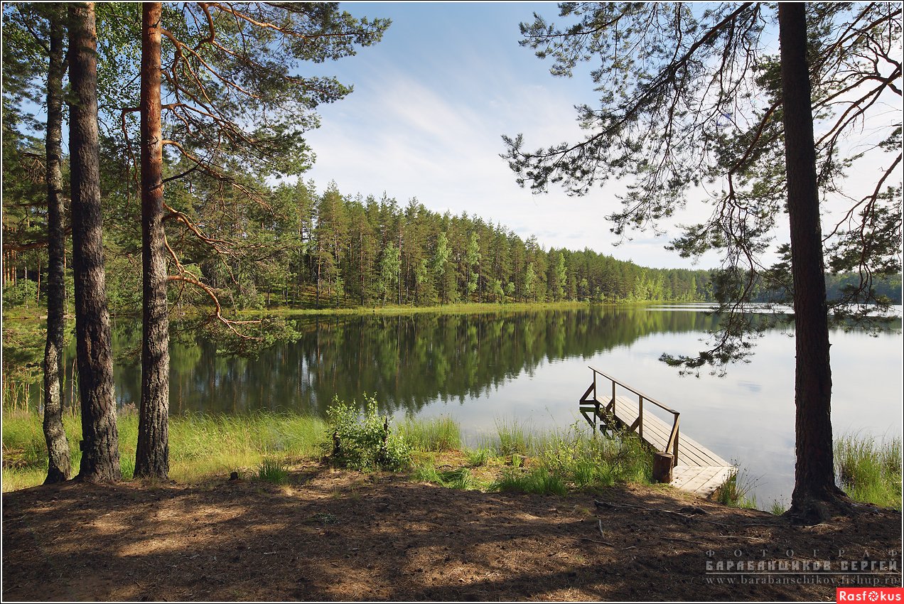 Озеро Зеленец Себежский район (59 фото) - 59 фото