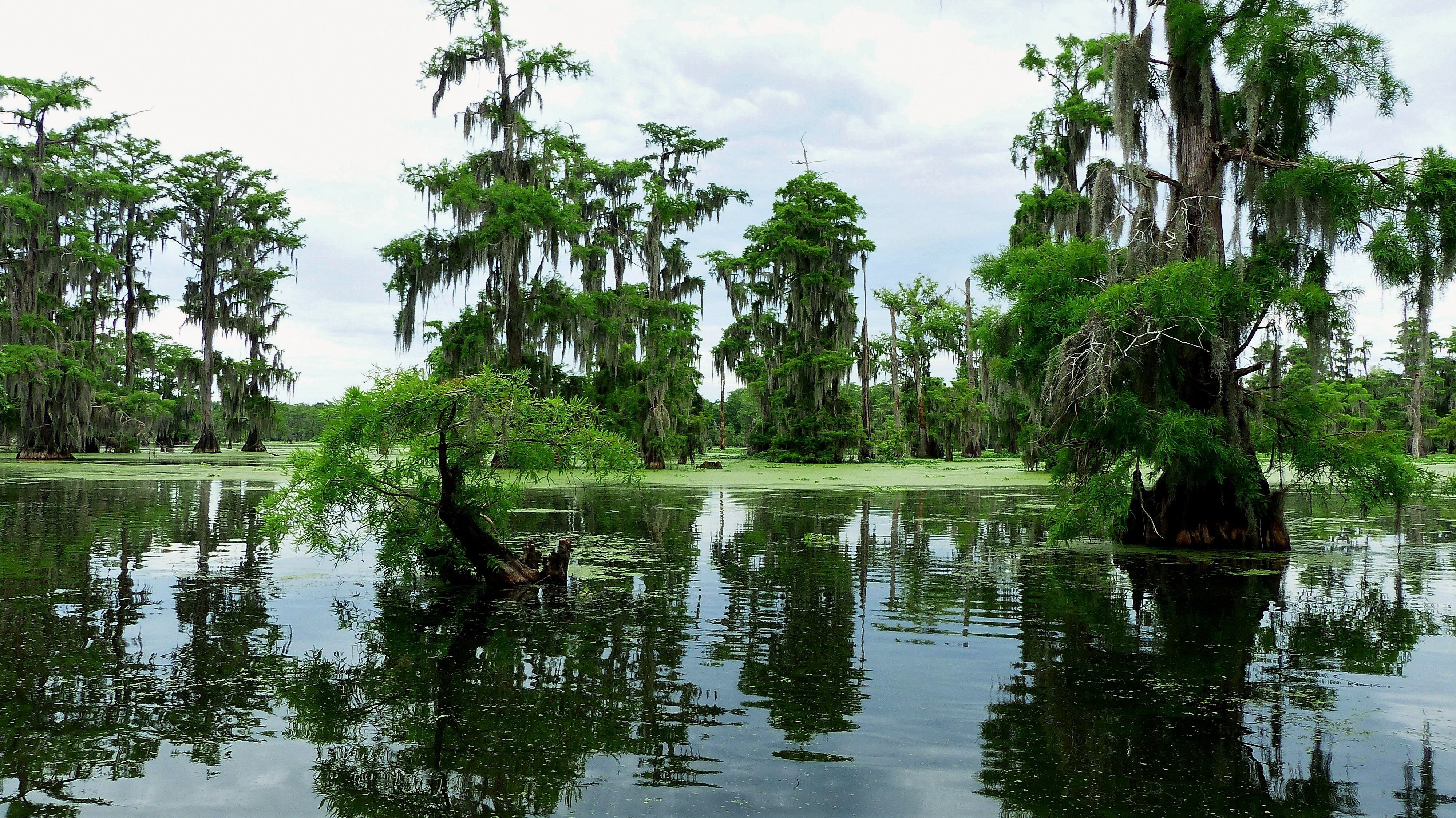 Болотистое дерево. Болота Манчак в Луизиане. Озеро Каддо Луизиана. Новый Орлеан болота Манчак. Штат Луизиана природа.
