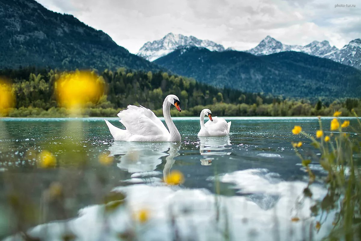 Красивые озера лебеди. Лебединое озеро Абхазия. Лебединое озеро Белокуриха. Лебедушка Лебединое озеро. Лебединое озеро белый лебедь.