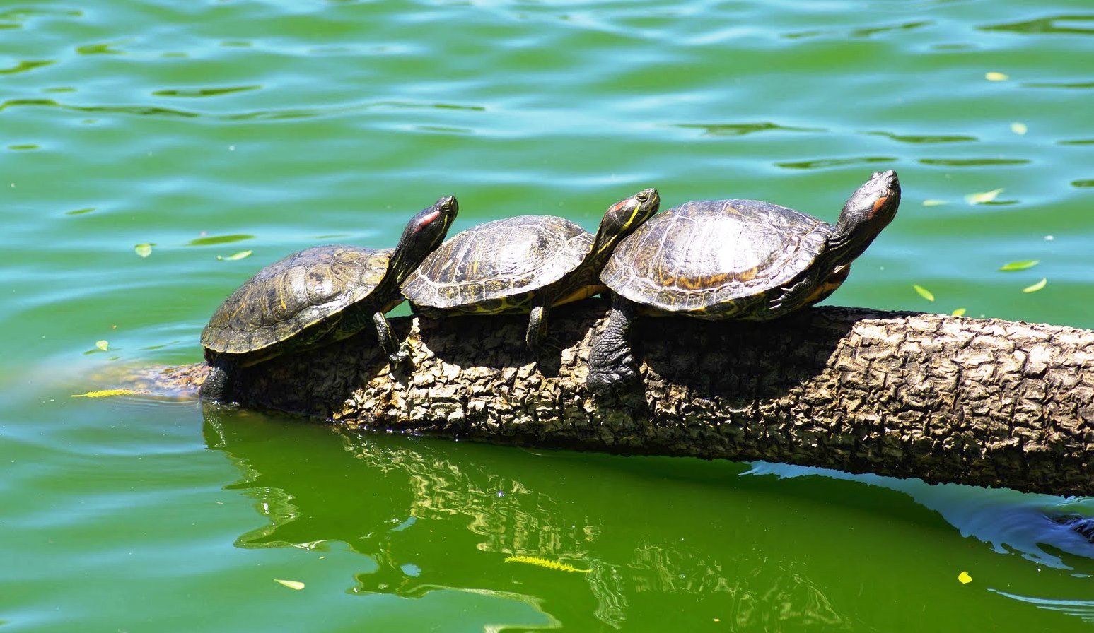 Черепашье озеро Крым черепахи