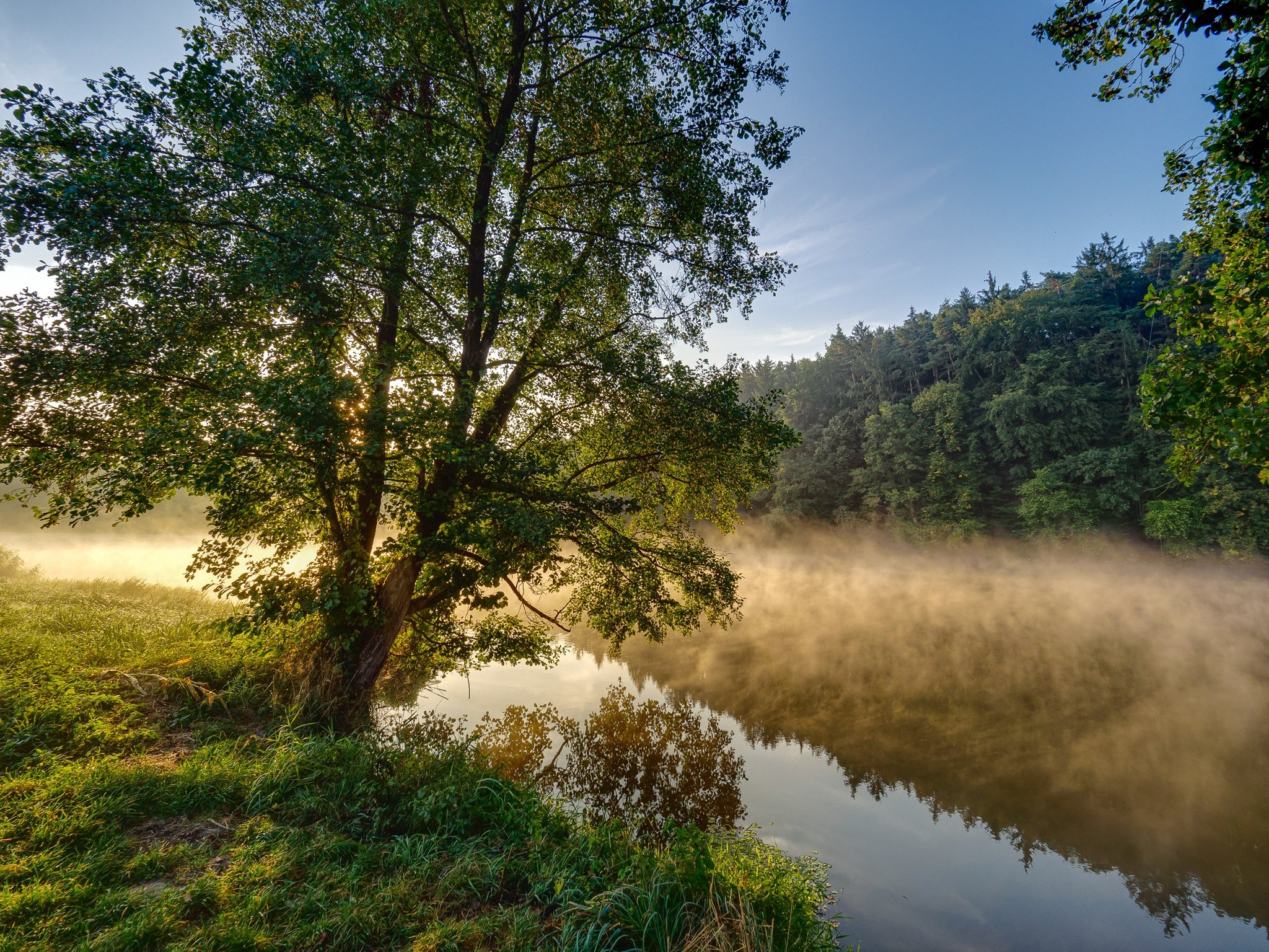 Пышная природа. Природа река деревья. Река в лесу. Деревья у речки. Лес река деревья.