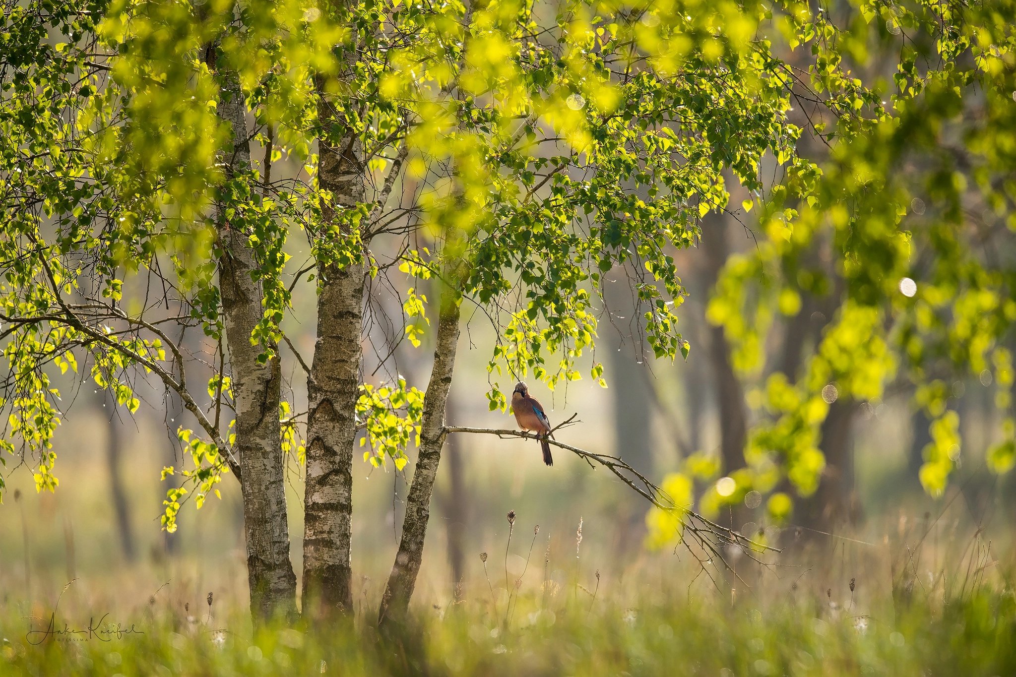 Звонкая птичья трель зазвучала в саду. Весенняя природа. Природа весной. Весенняя природа России.