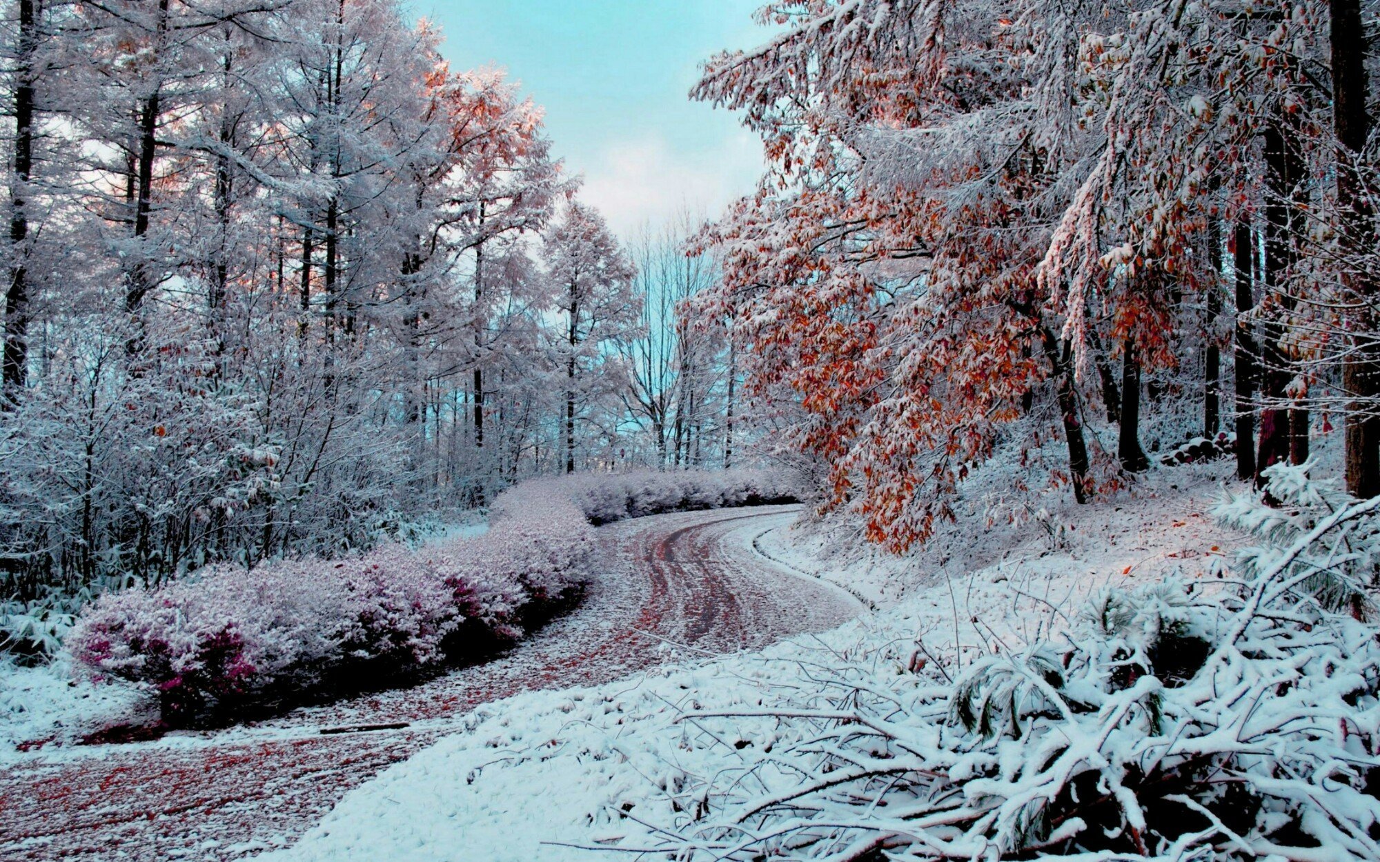 Самая поздняя зима. Ранняя зима. Поздняя зима. Осень снег. Зима в лесу.