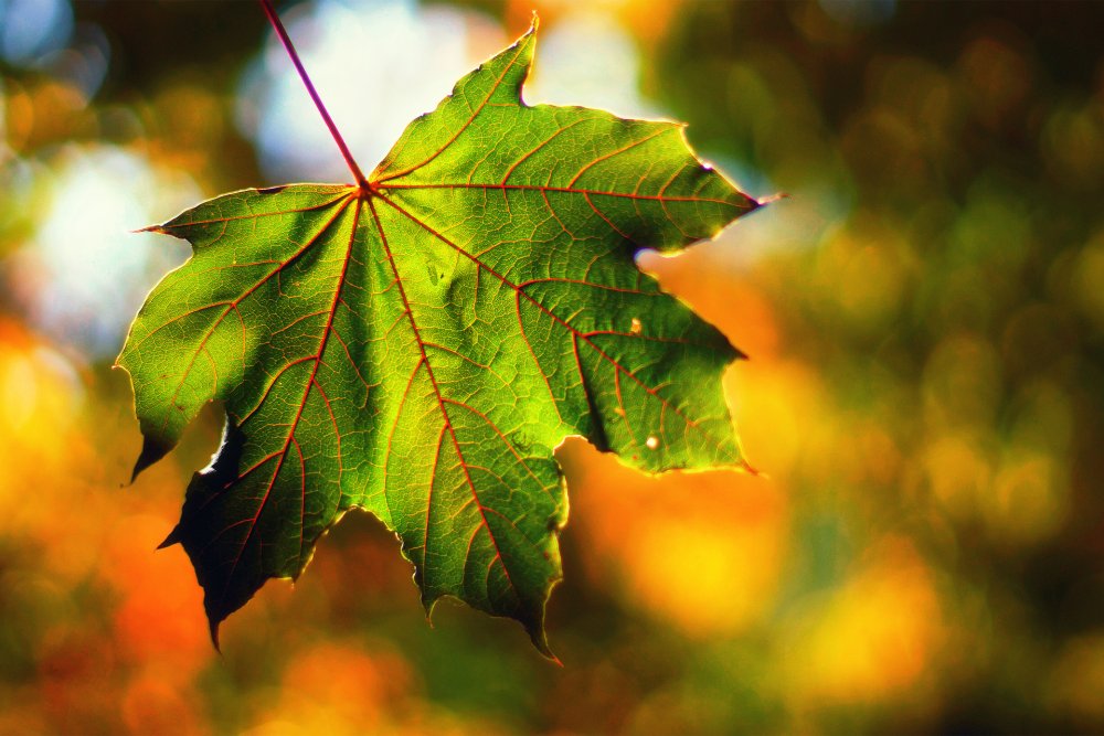 Фото Осенние листья, более 72 качественных бесплатных стоковых фото