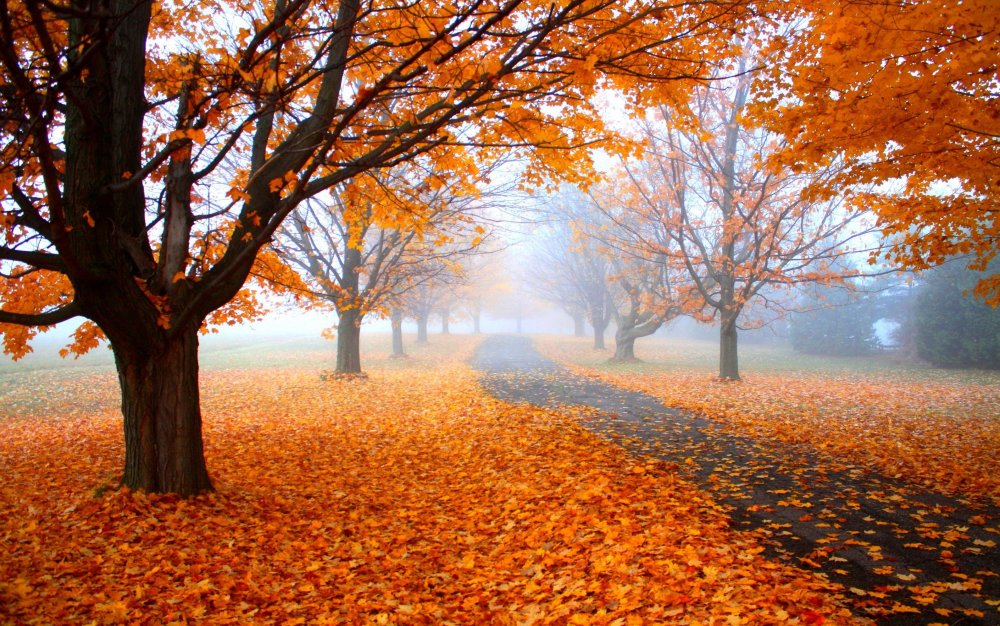 Осень парк листопад