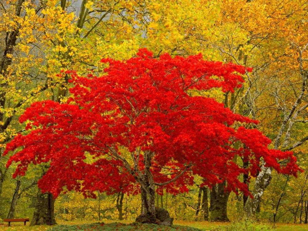 Осенний красный клён