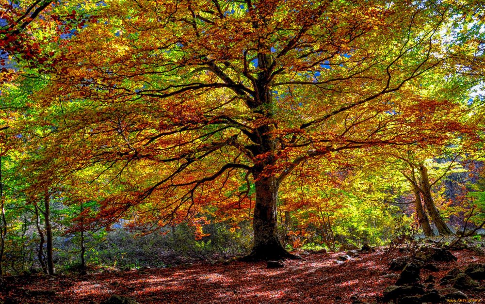 Осень деревья лес