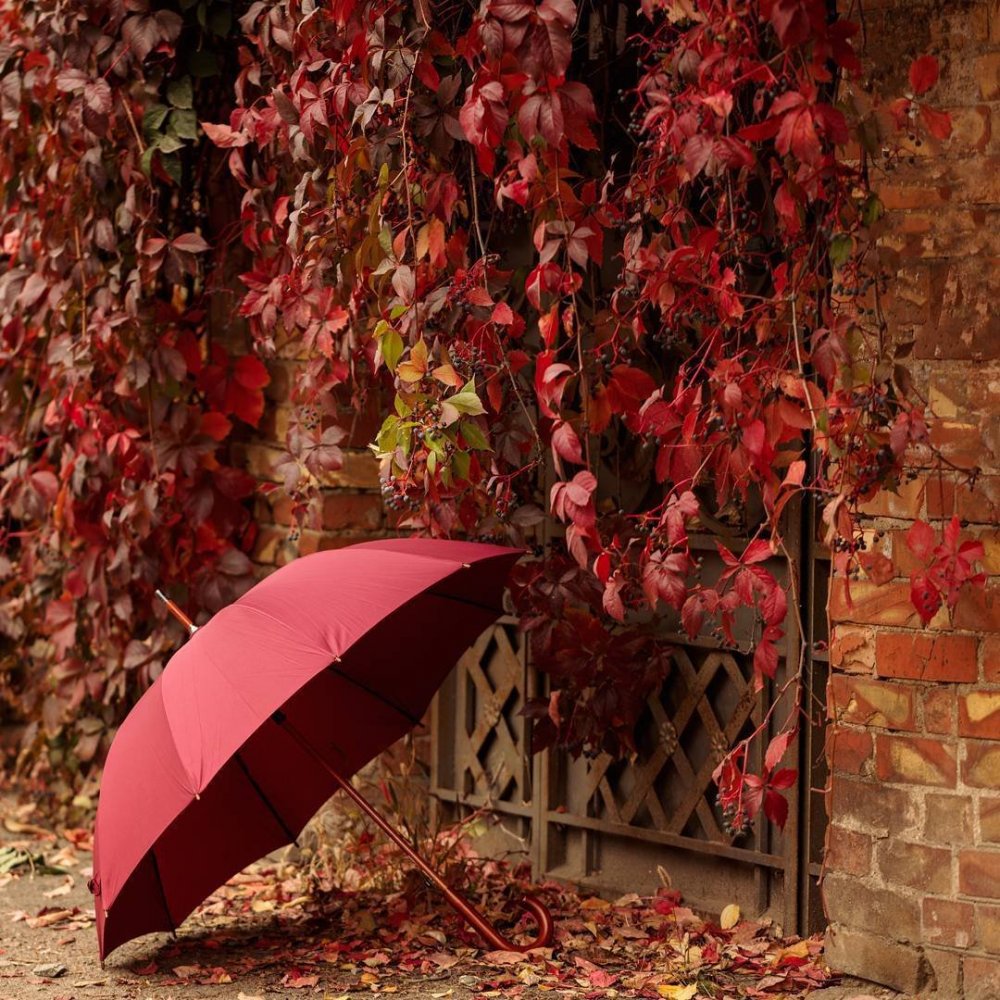 Зонт и осень
