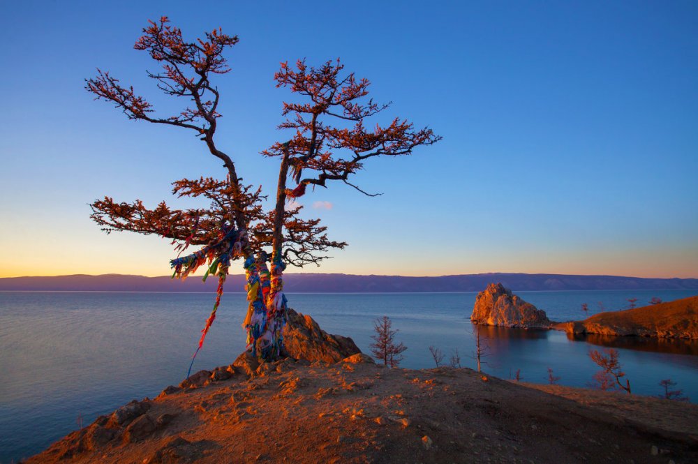 Ольхон остров на Байкале дерево