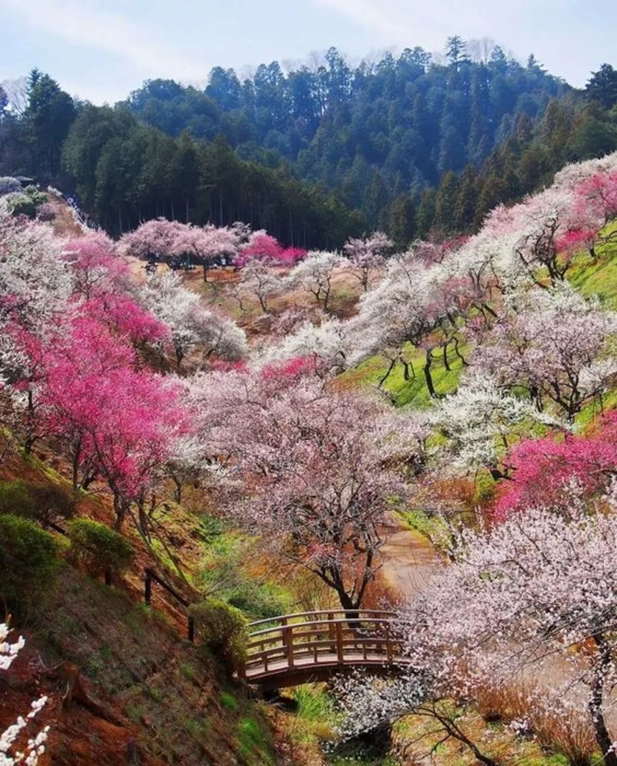 Сакура цветет в саду. Гора Есино Япония. Замок Хиросаки, Япония.. Сад Сакуры в Японии. Цветение Сакуры в Японии сады.