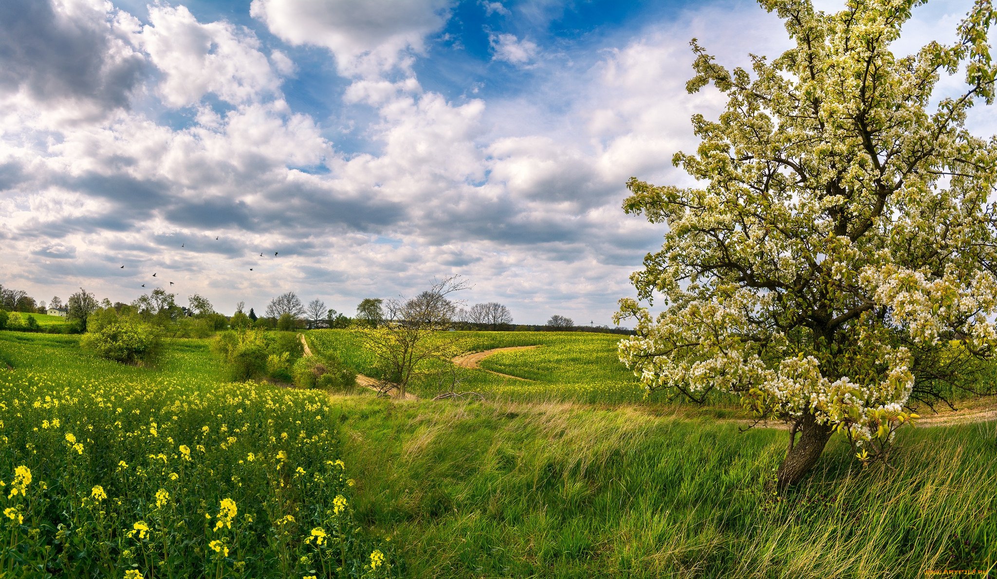 Поле весной картинки. Яблоневый сад Юрьев-польский район. Пейзаж. Пейзажи природы.