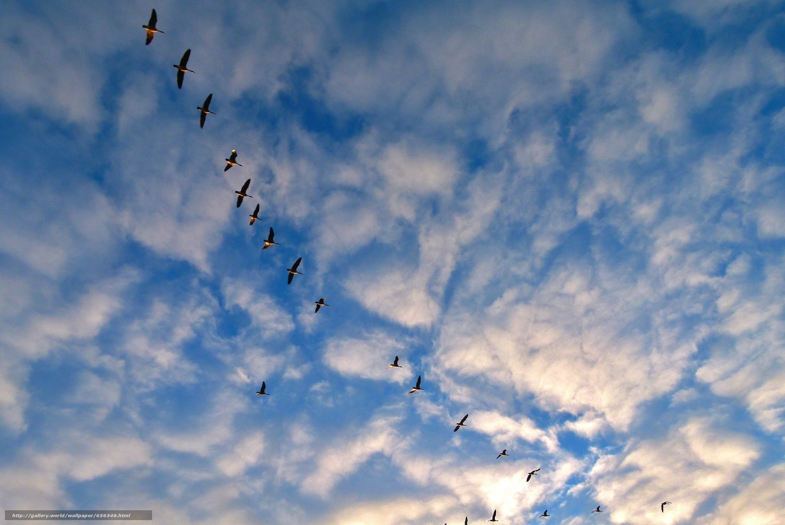 Журавли улетающие в небо видео. Стая птиц. Птицы в небе. Птицы улетают. Журавль в небе.