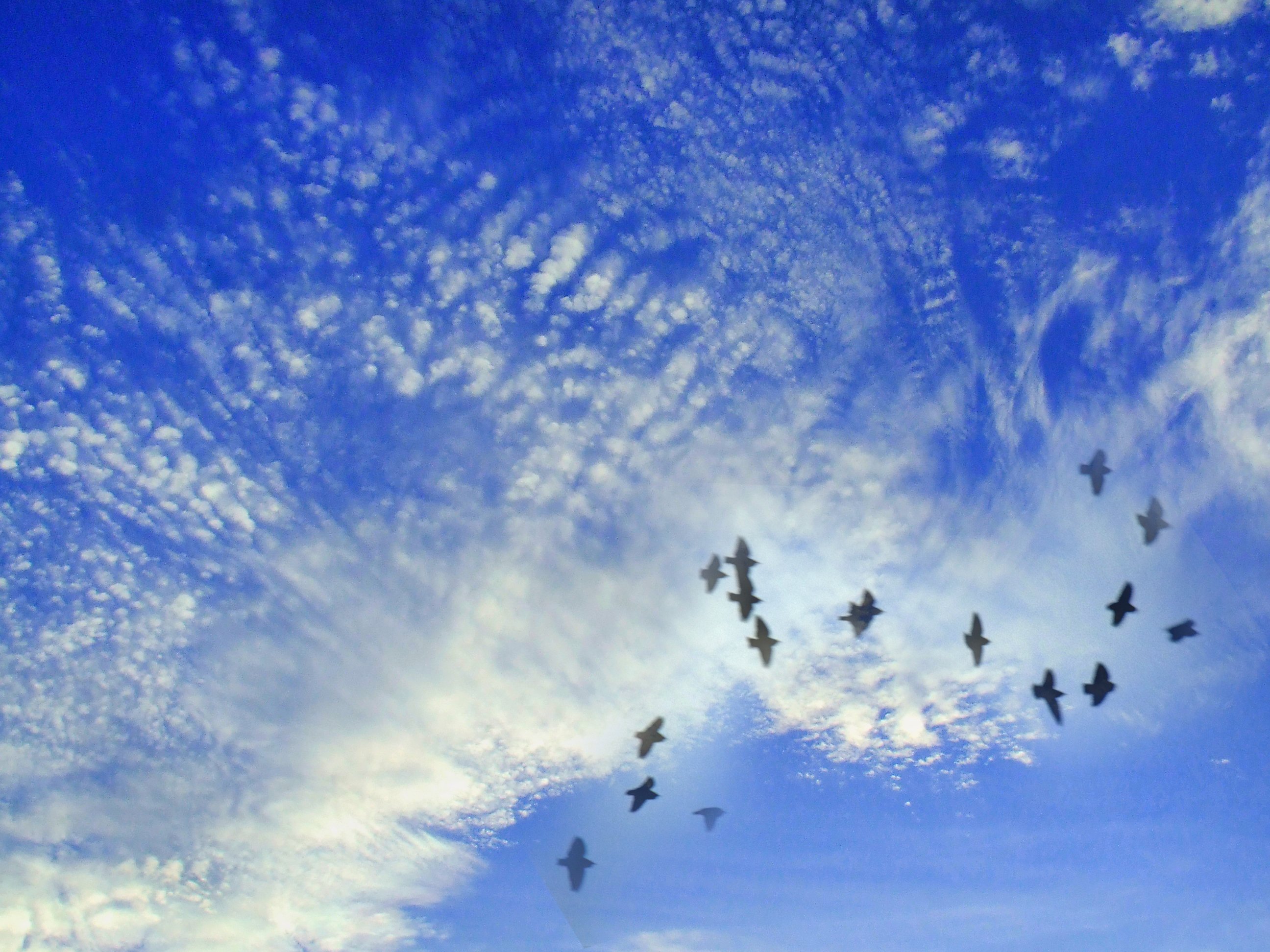 Какой небеса полетел. Голуби в небе. Стая голубей в небе. Голубь в небесах. Небо с голубями фон.