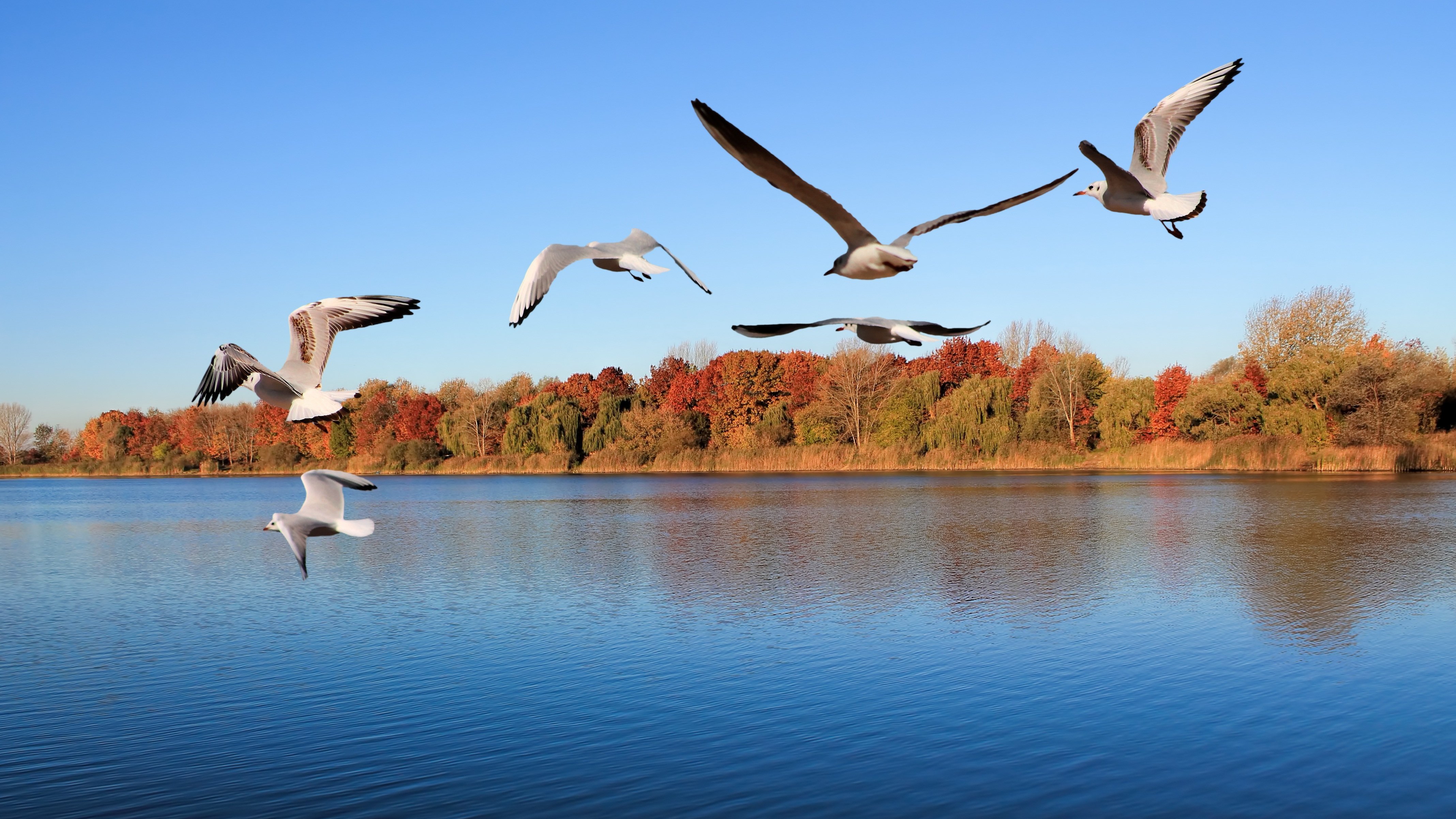 Журавли усталые. Птицы над озером. Лебеди над озером. Птицы на озере. Птицы осенью.