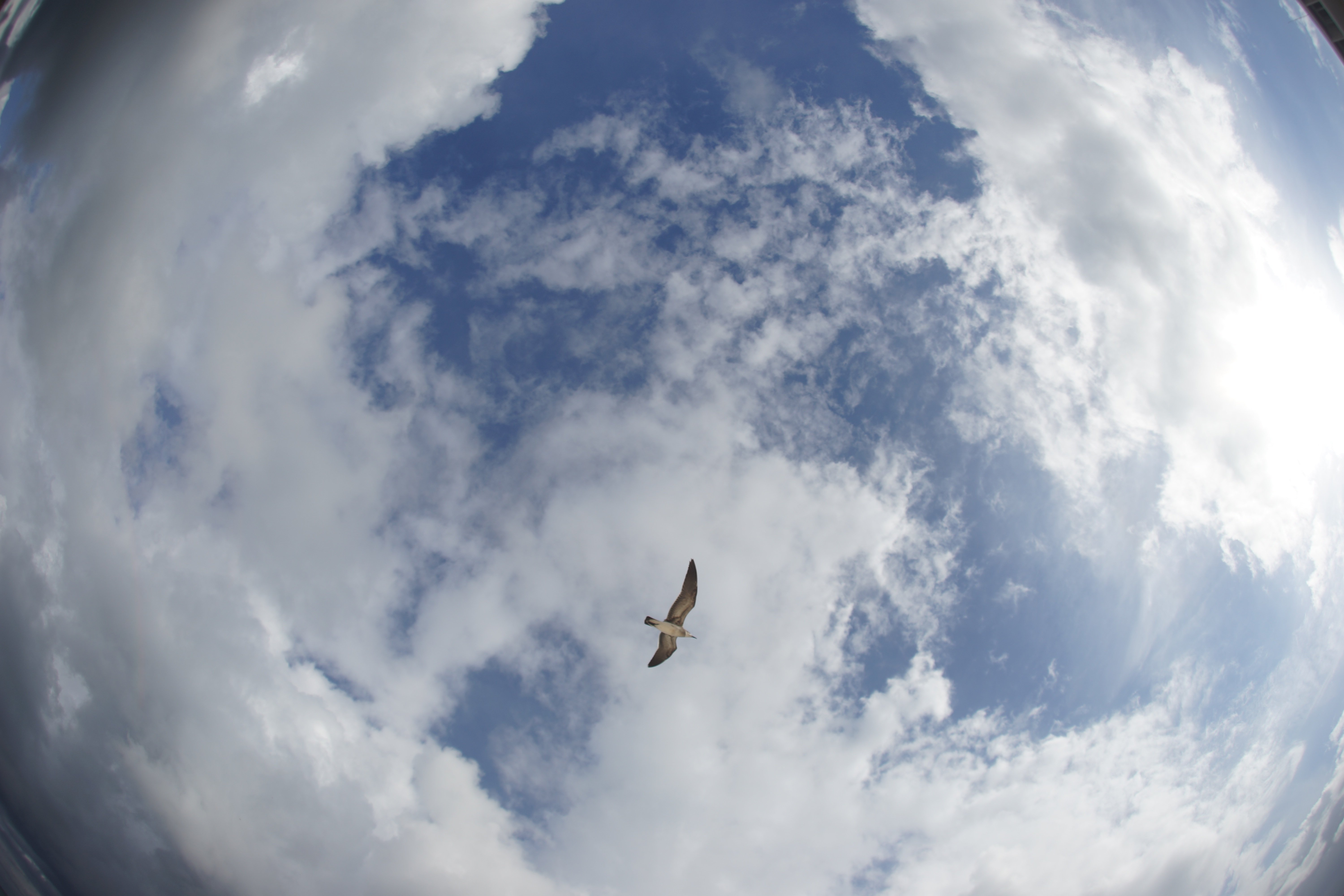 Видишь небо в облаках. Птицы в небе. Полет в небе. Свобода птица в небе. Небо Свобода.