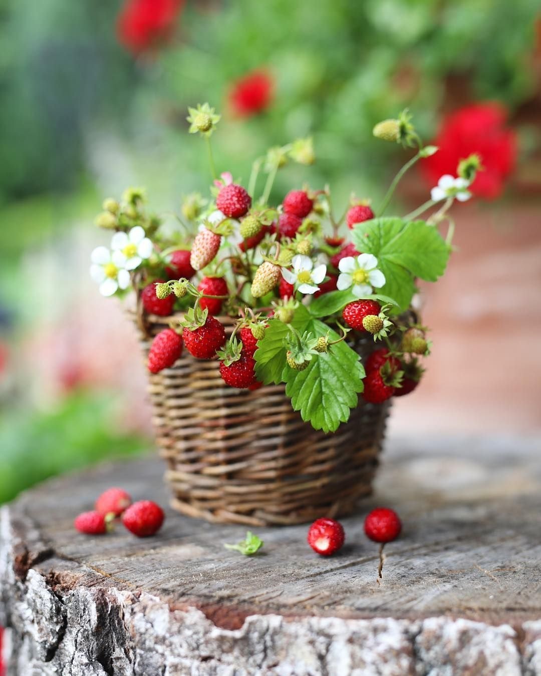 Открытка ягодки. Лето ягоды цветы. Букетик земляники. Ягоды летом. Корзинка с ягодами.