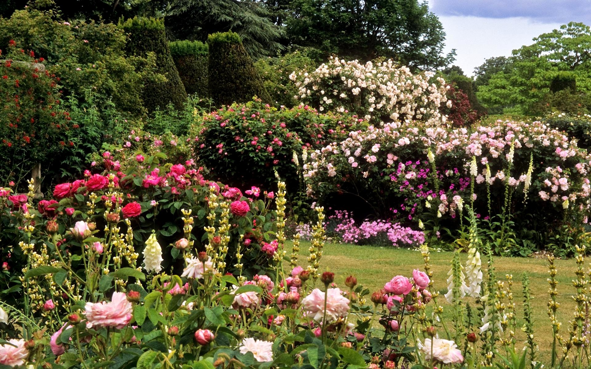 Твой сад розы. Розовые сады аббатства Моттисфонт. Гэмпшир, Великобритания.. Моносад розарий.