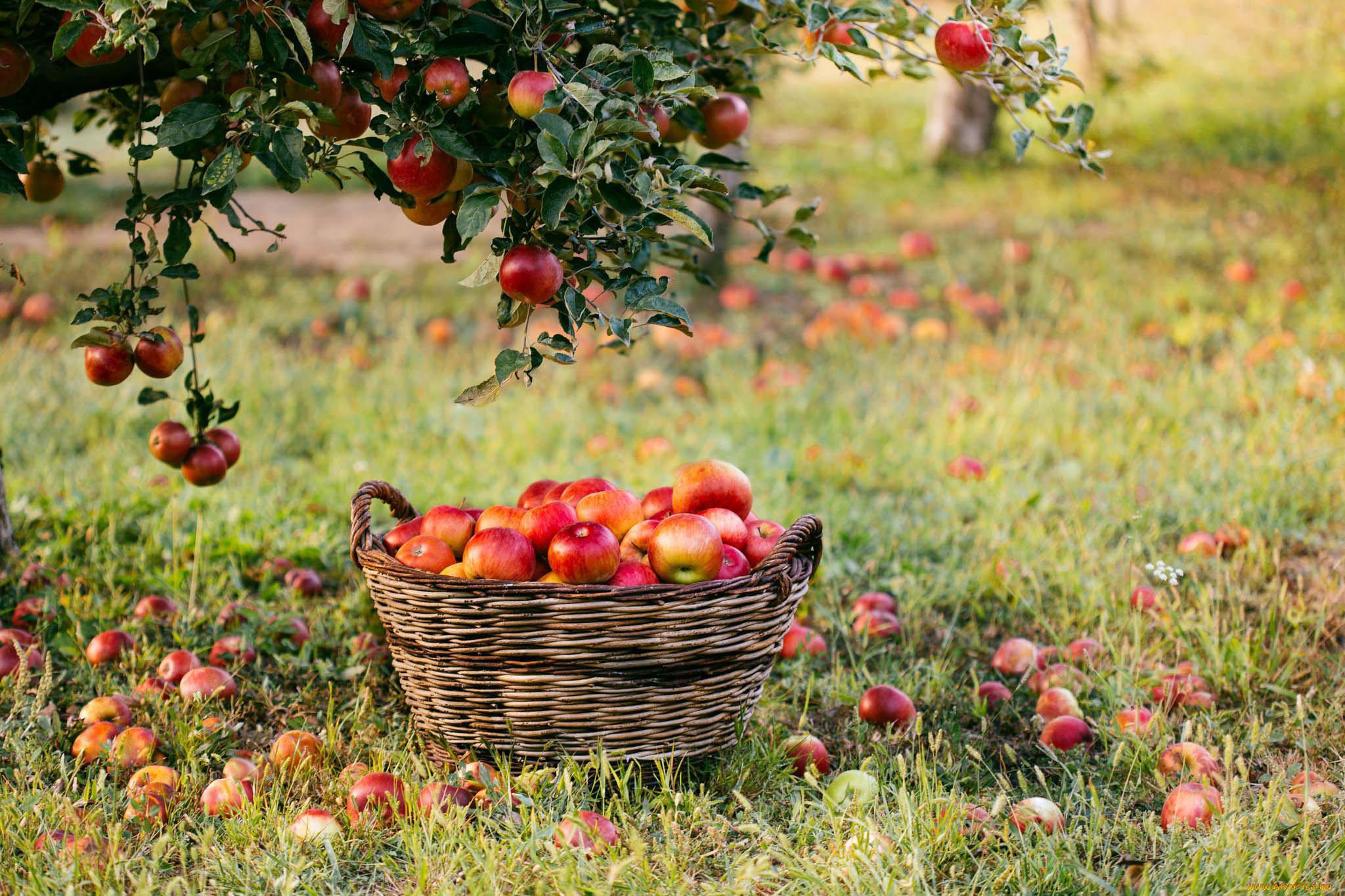 Осенний сад яблоки. Псков Яблоневый сад. Фруктовые деревья для сада. Яблоки в саду. Осенний сад.
