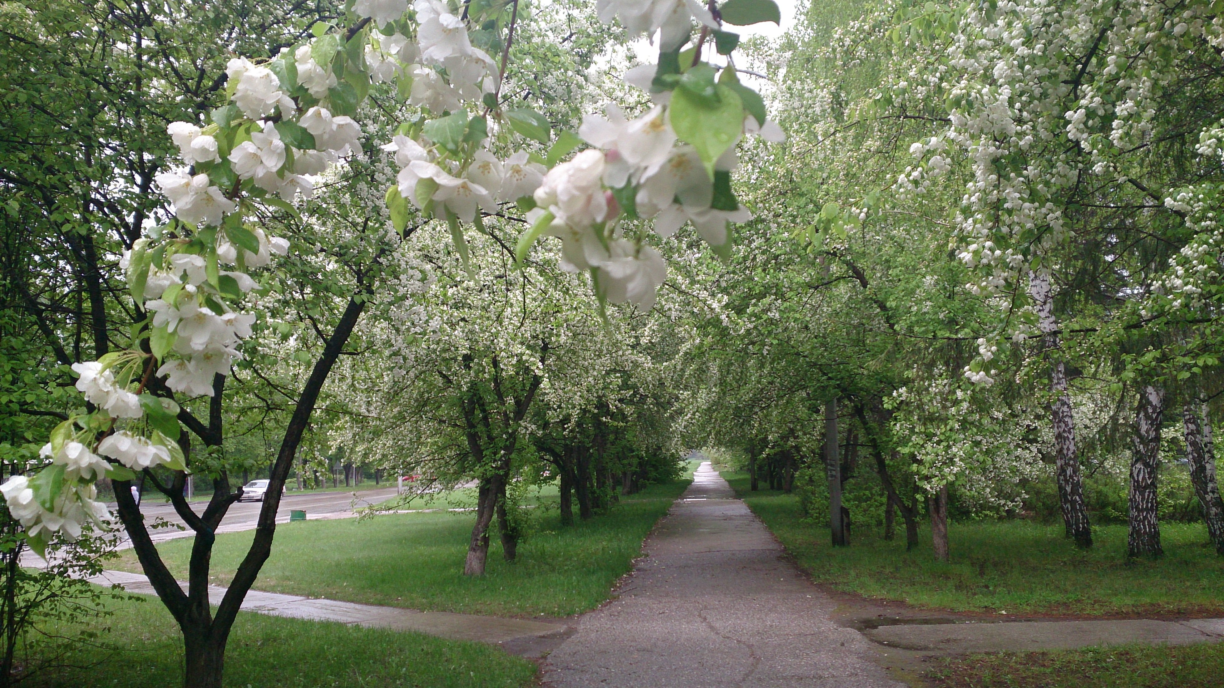 Парк «Яблоневый сад»: фото, история, как добраться - Санкт-Петербург 