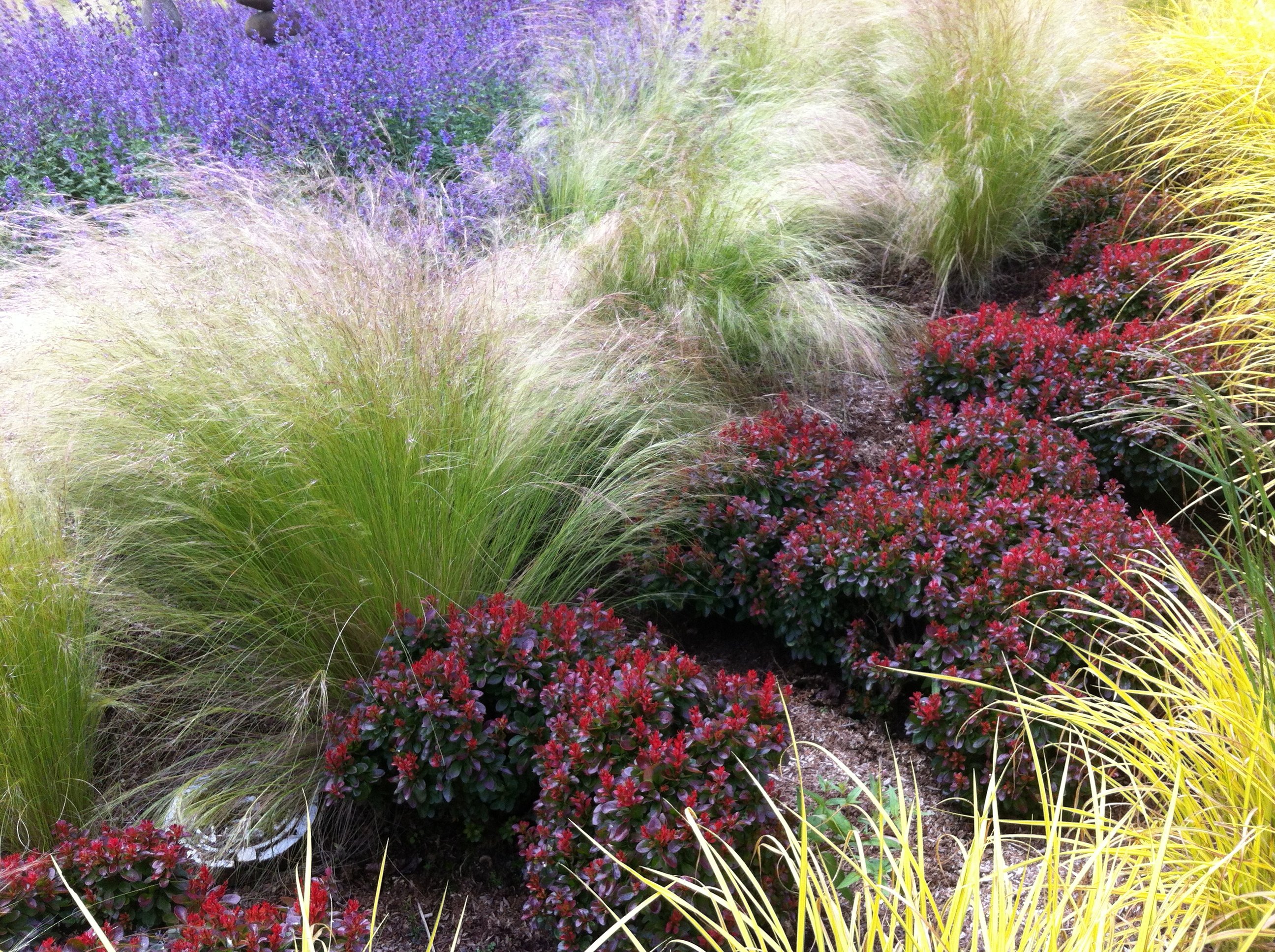 Декоративная трава для сада многолетние (59 фото) - 59 фото