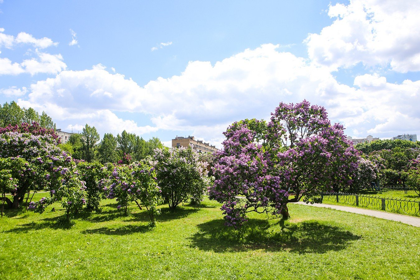 Сиреневый сад на щелковском шоссе фото